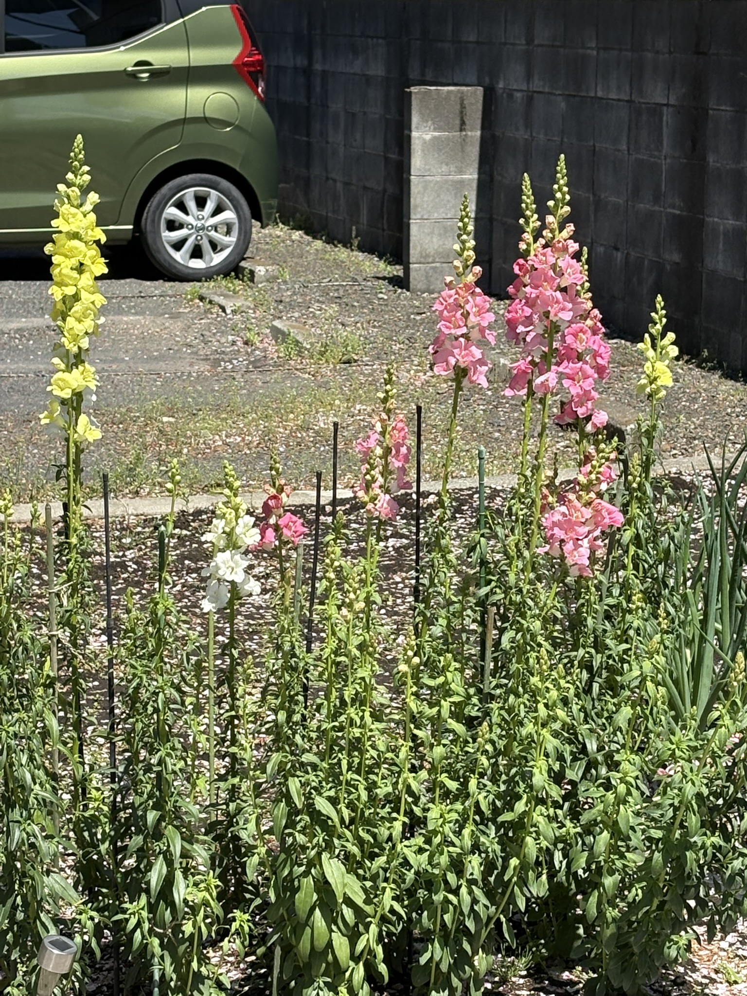 キンギョソウが咲き始めました 2025-04-15