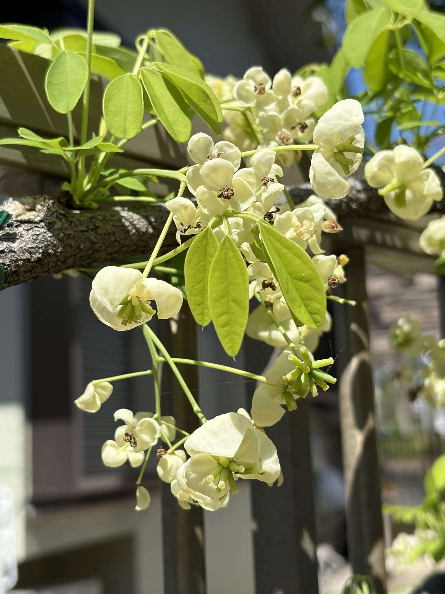 アケビの花が満開 2025-04-16