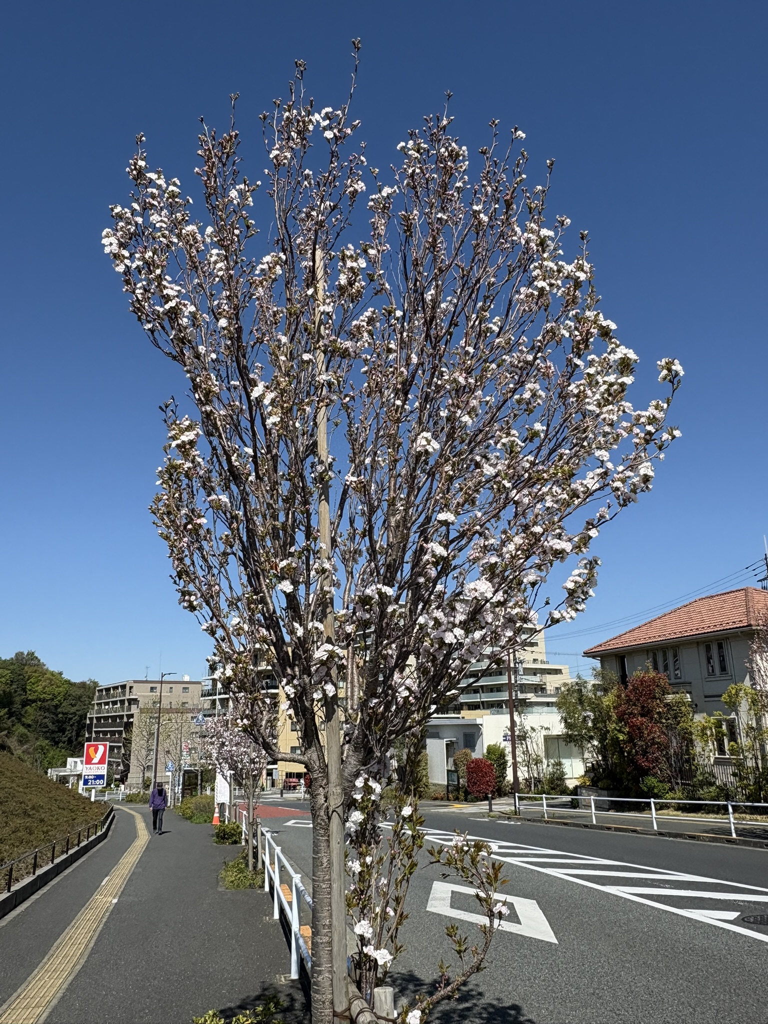 ヤエザクラ新しい街南山のシンボルに 2025-04-16