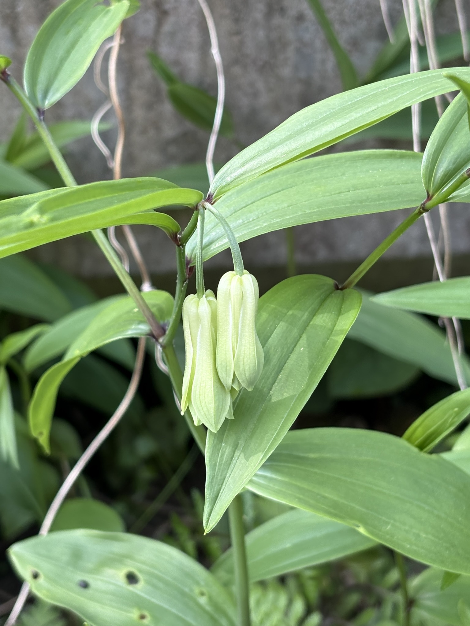 ちょっと歩けばホウチャクソウに出会える 2025-04-17
