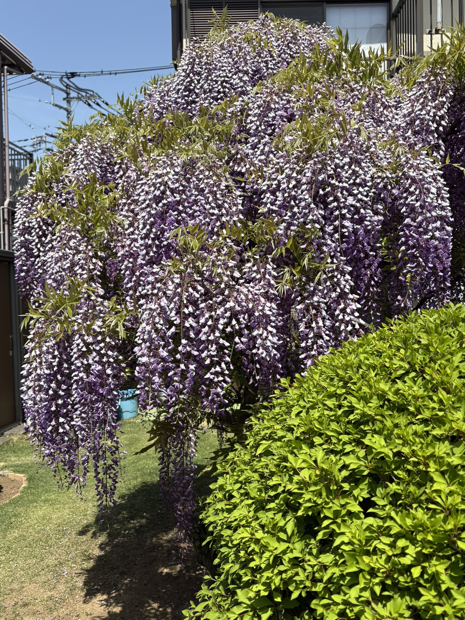フジあっと今に満開になりました 2025-04-21