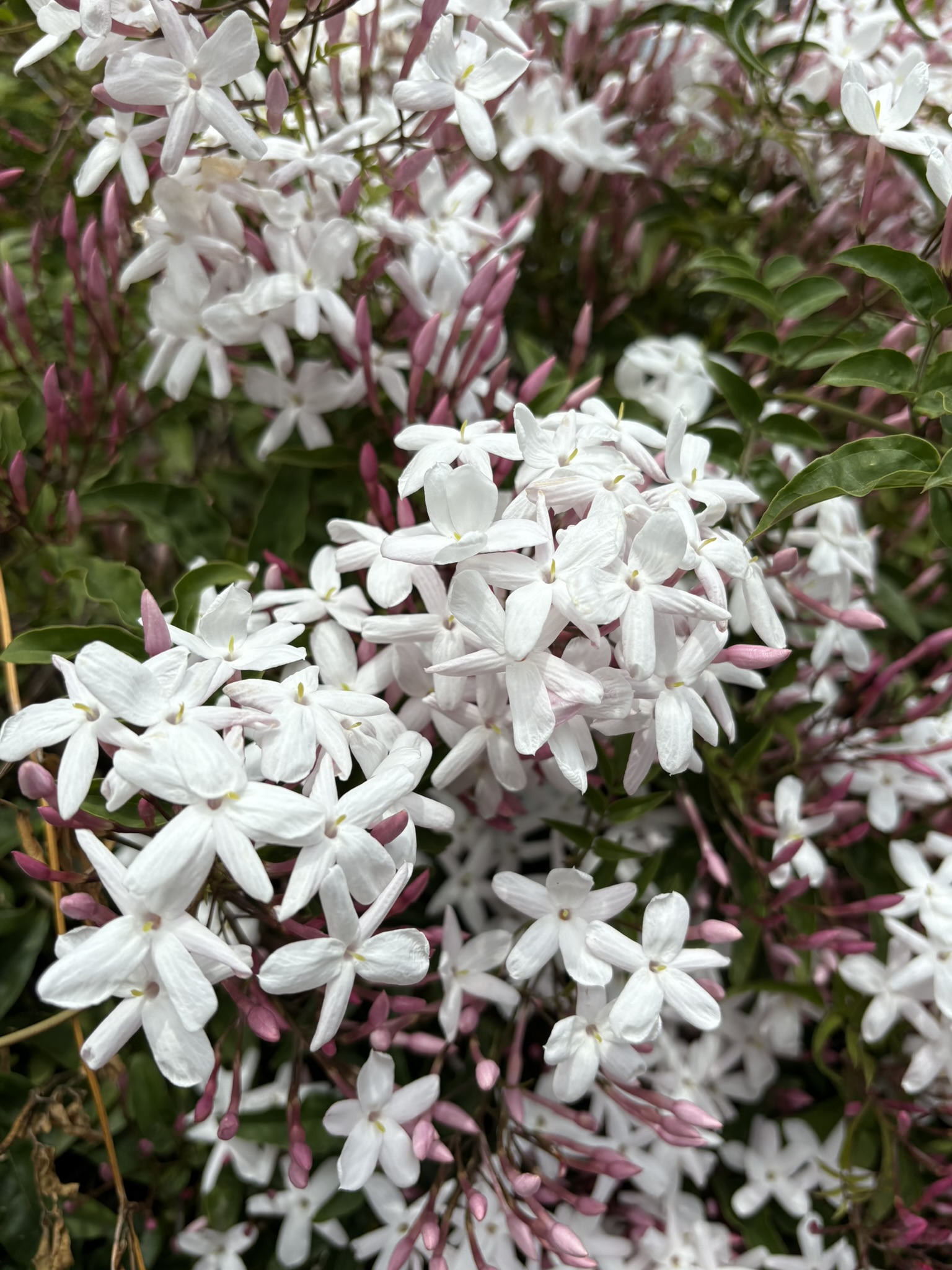 ハゴロモジャスミンの芳醇な香り 2025-04-22