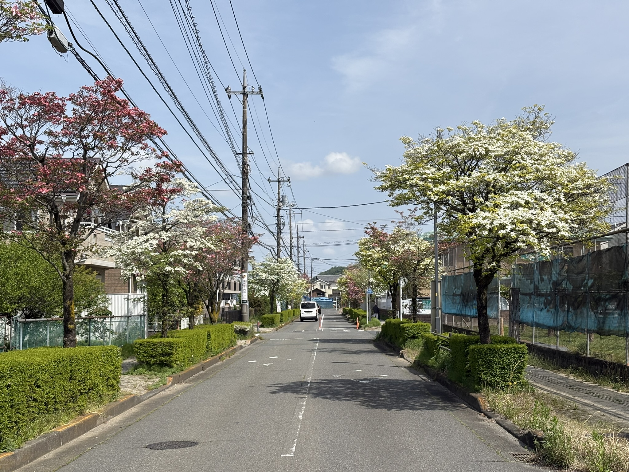 ハナミズキ・ロード 今年も満開に 2025-04-22