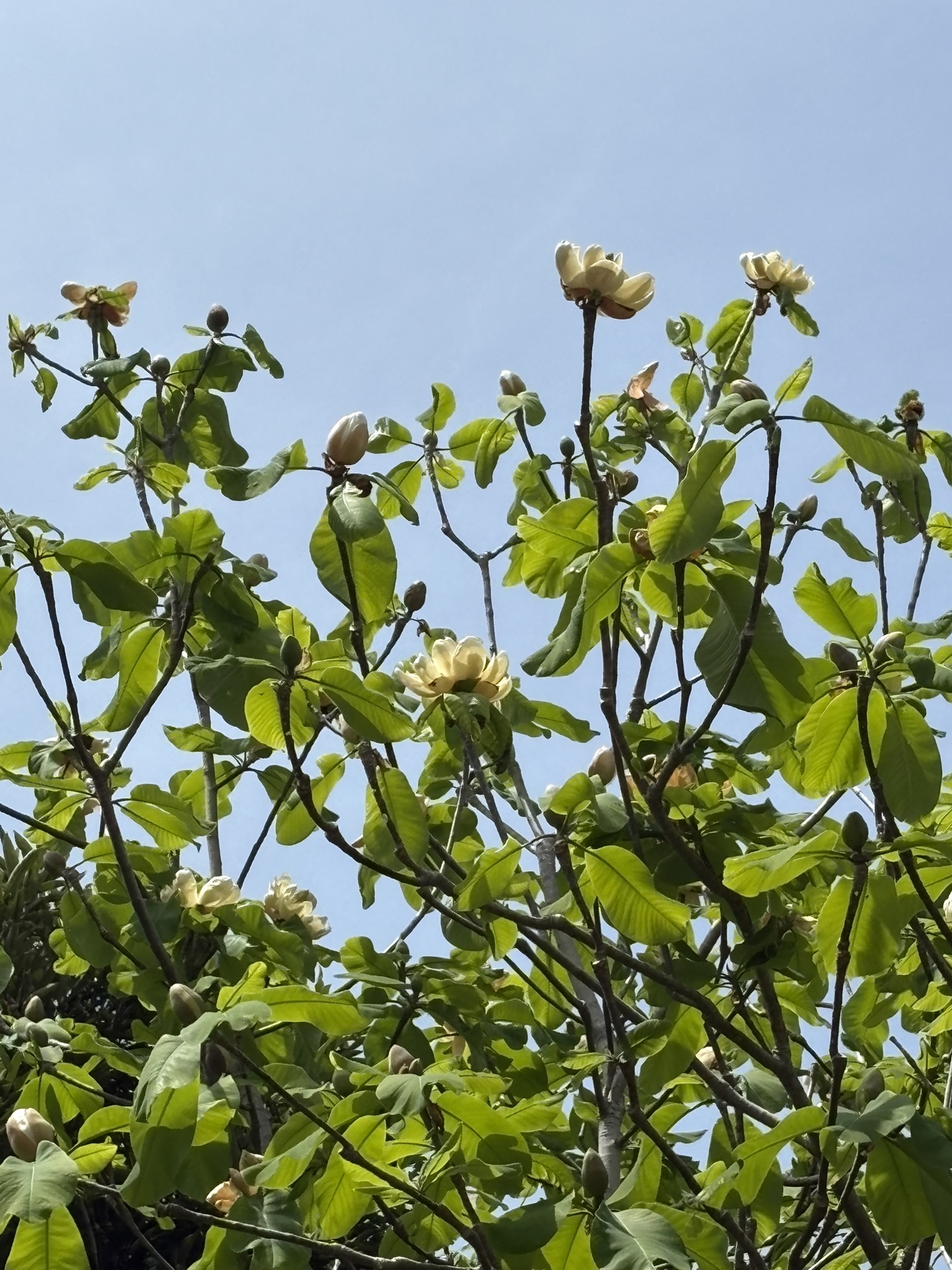 ホウノキの花 高貴な香りが魅力 2025-04-22
