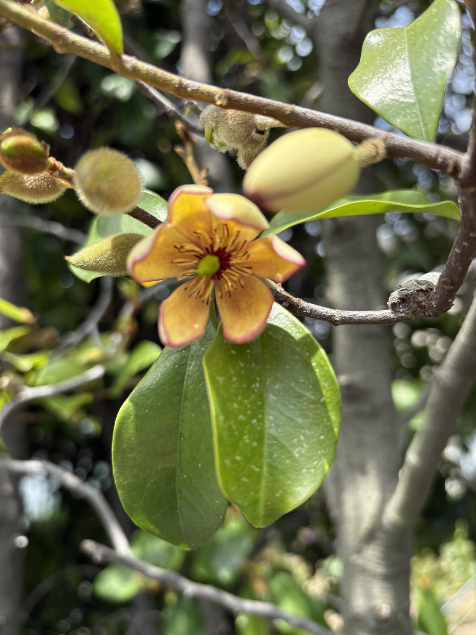 カラタネオガタマ甘い香りがします 2025-04-22