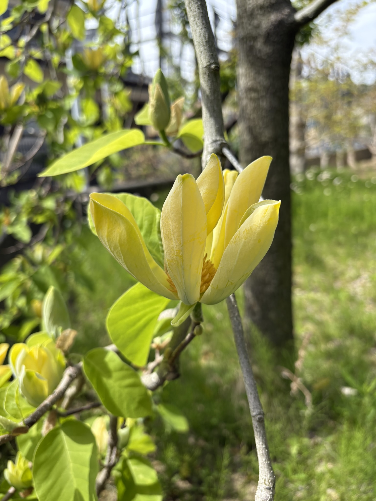 木蓮シリーズの有終の美を飾るキモクレン 2025-04-22