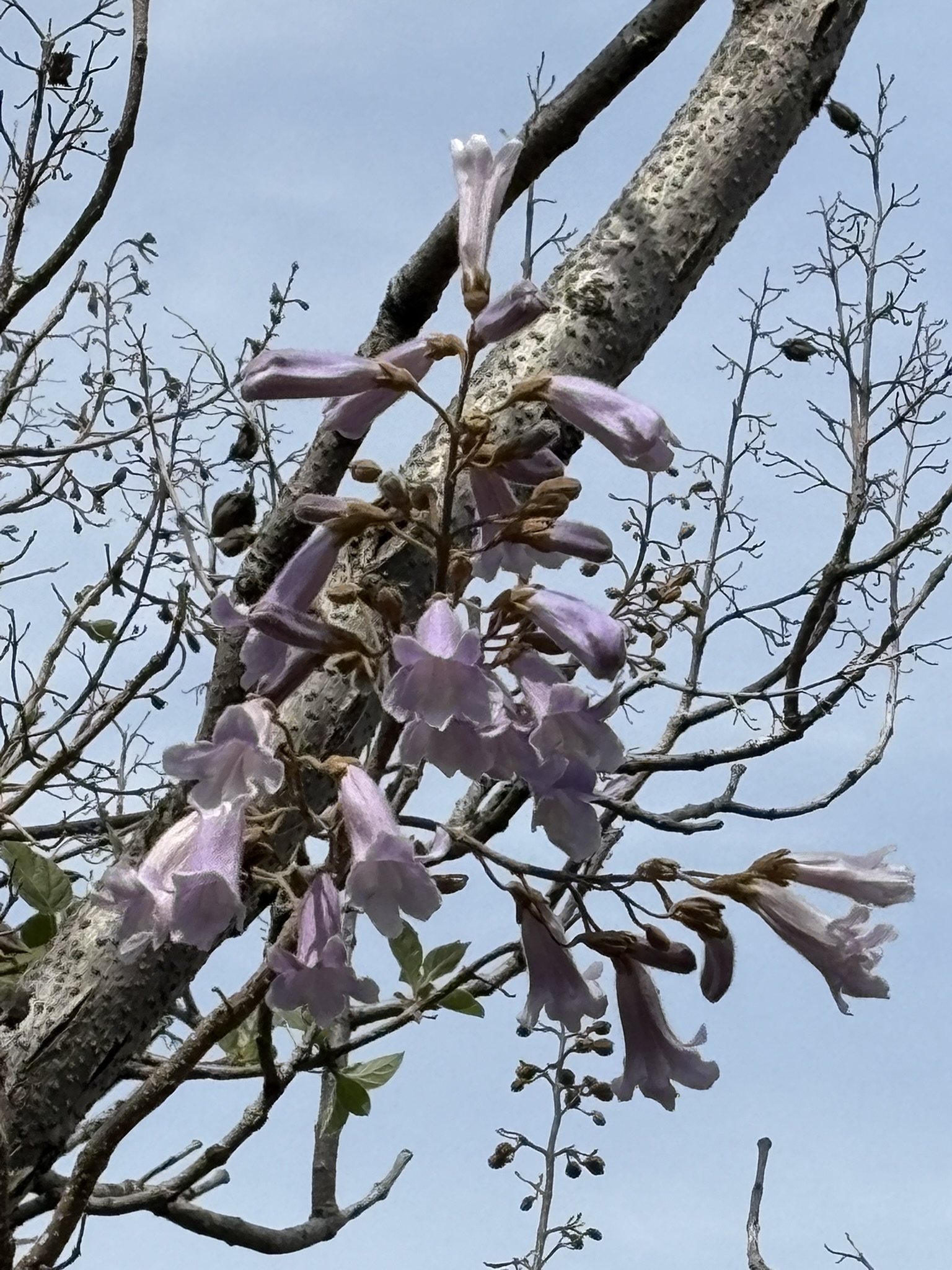 常楽寺のキリの花が咲き始めました 2025-04-22