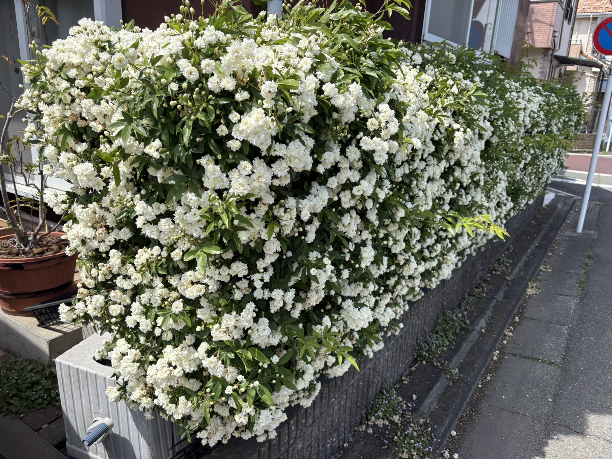 生垣のモッコウバラが満開 2025-04-22