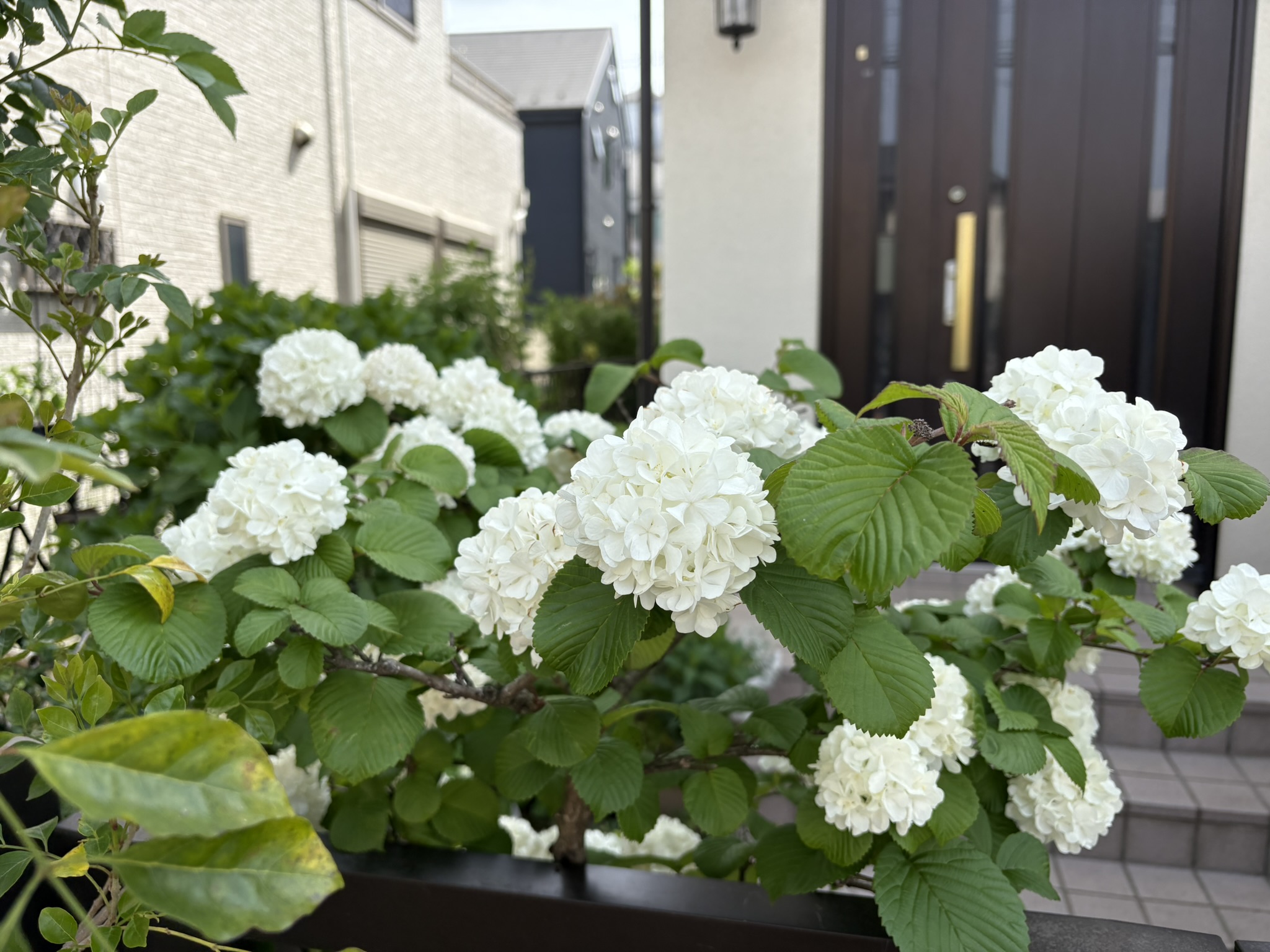 オオデマリですアジサイではありません 2025-04-22