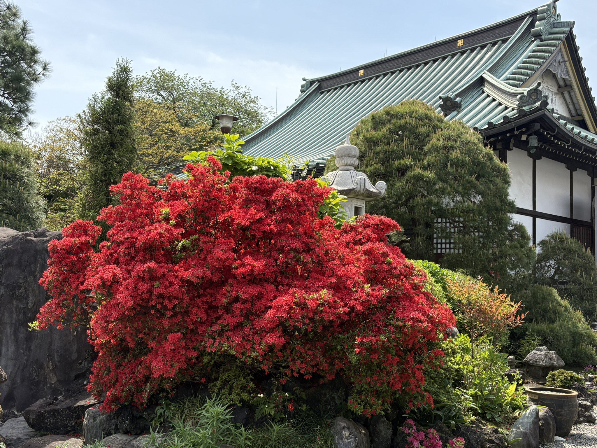 常楽寺のサツキ見頃です 2025-04-22