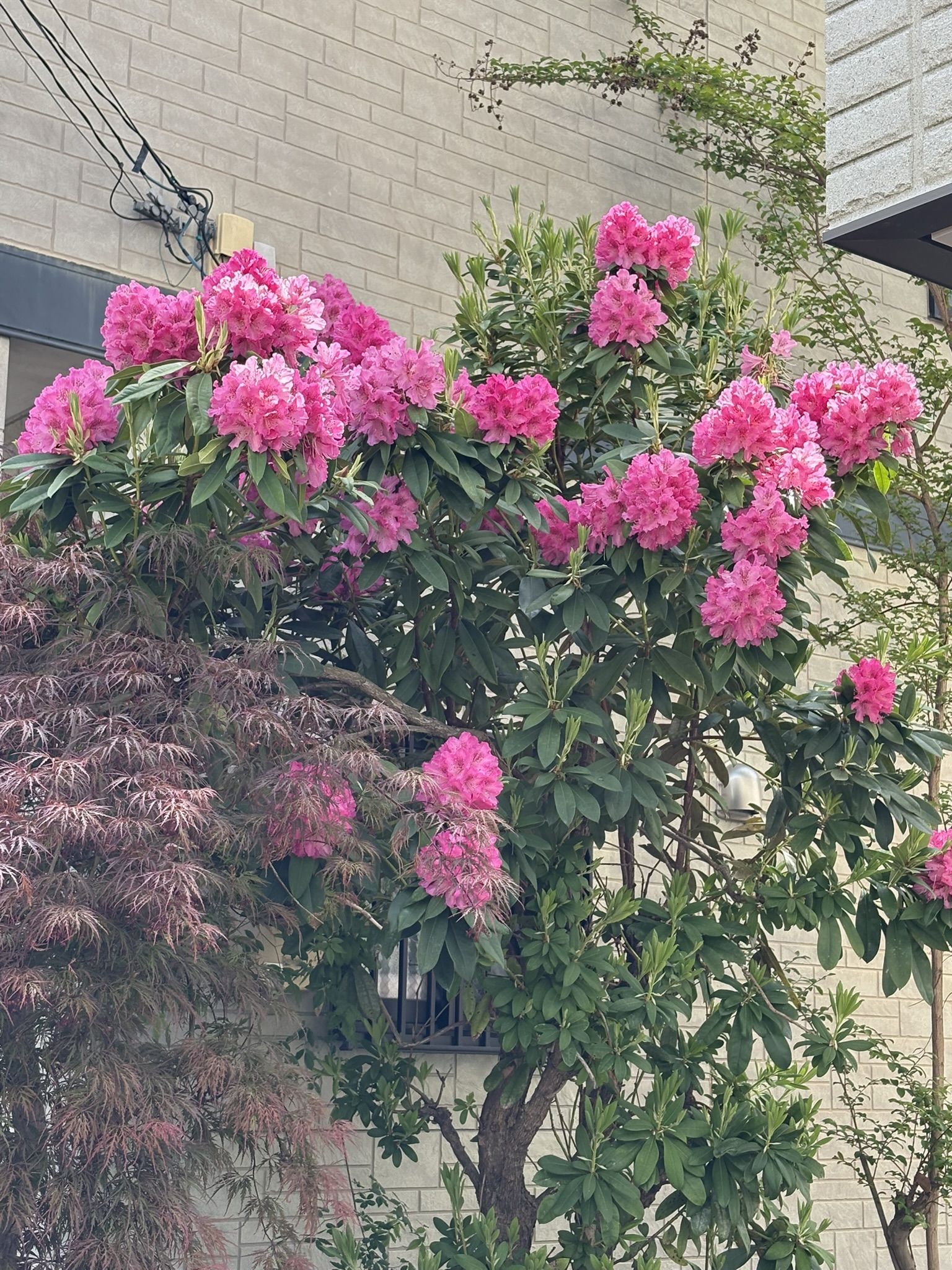 シャクナゲ 葉と花のコントラストが秀逸 2025-04-22