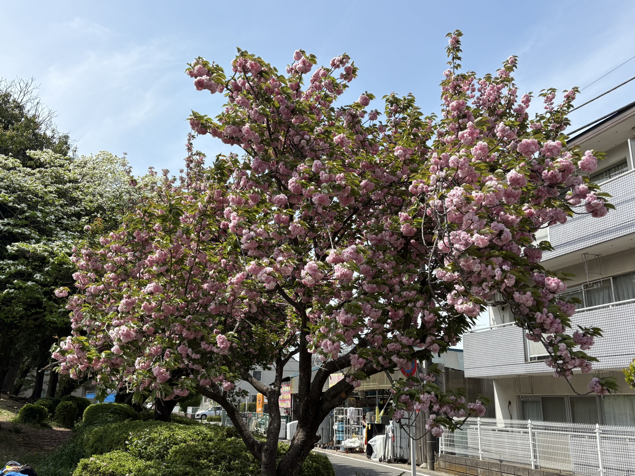 桜吹雪の吉方公園ヤエザクラ 2025-04-22