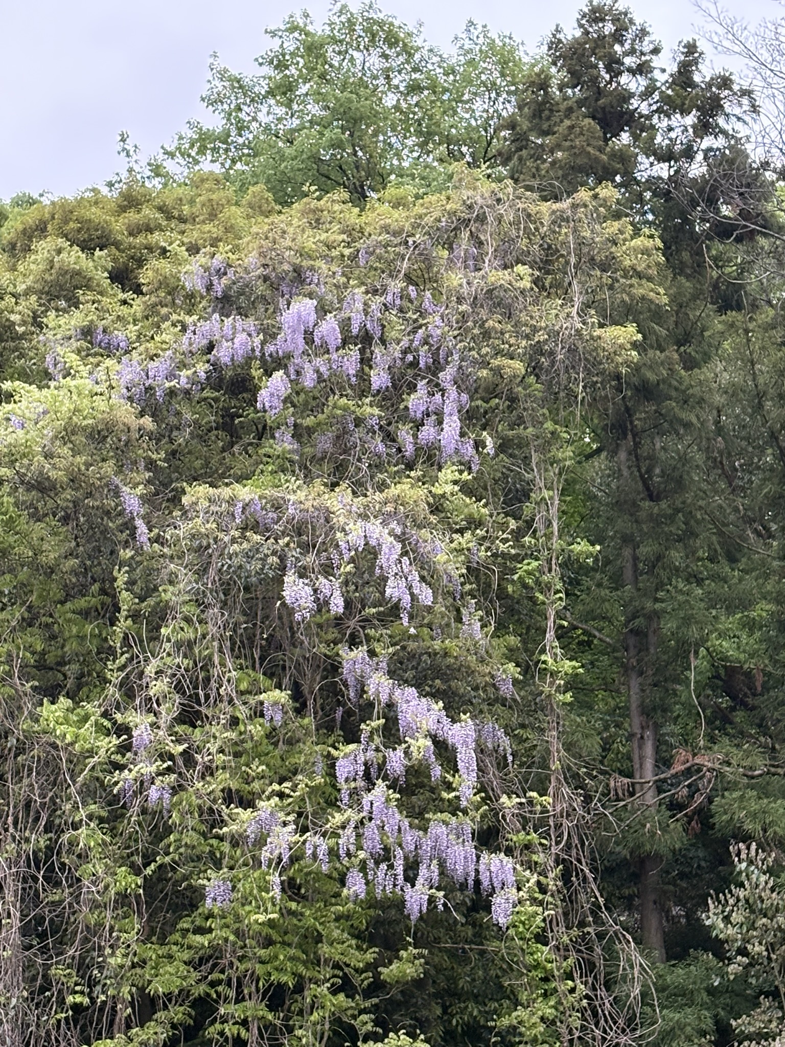 神々しさを感じる穴澤天神のヤマフジ 2025-04-23