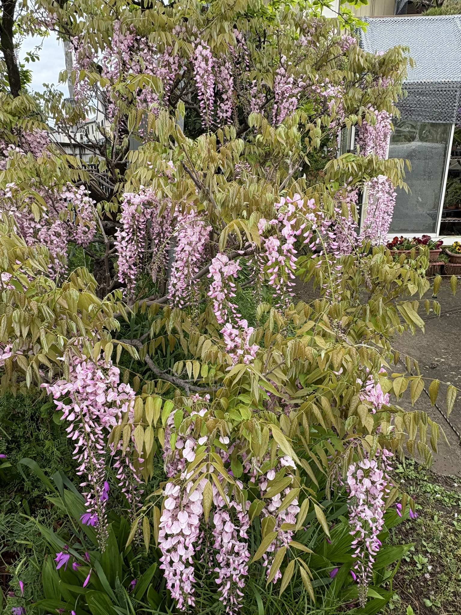 珍しいピンクのフジの花 2025-04-24