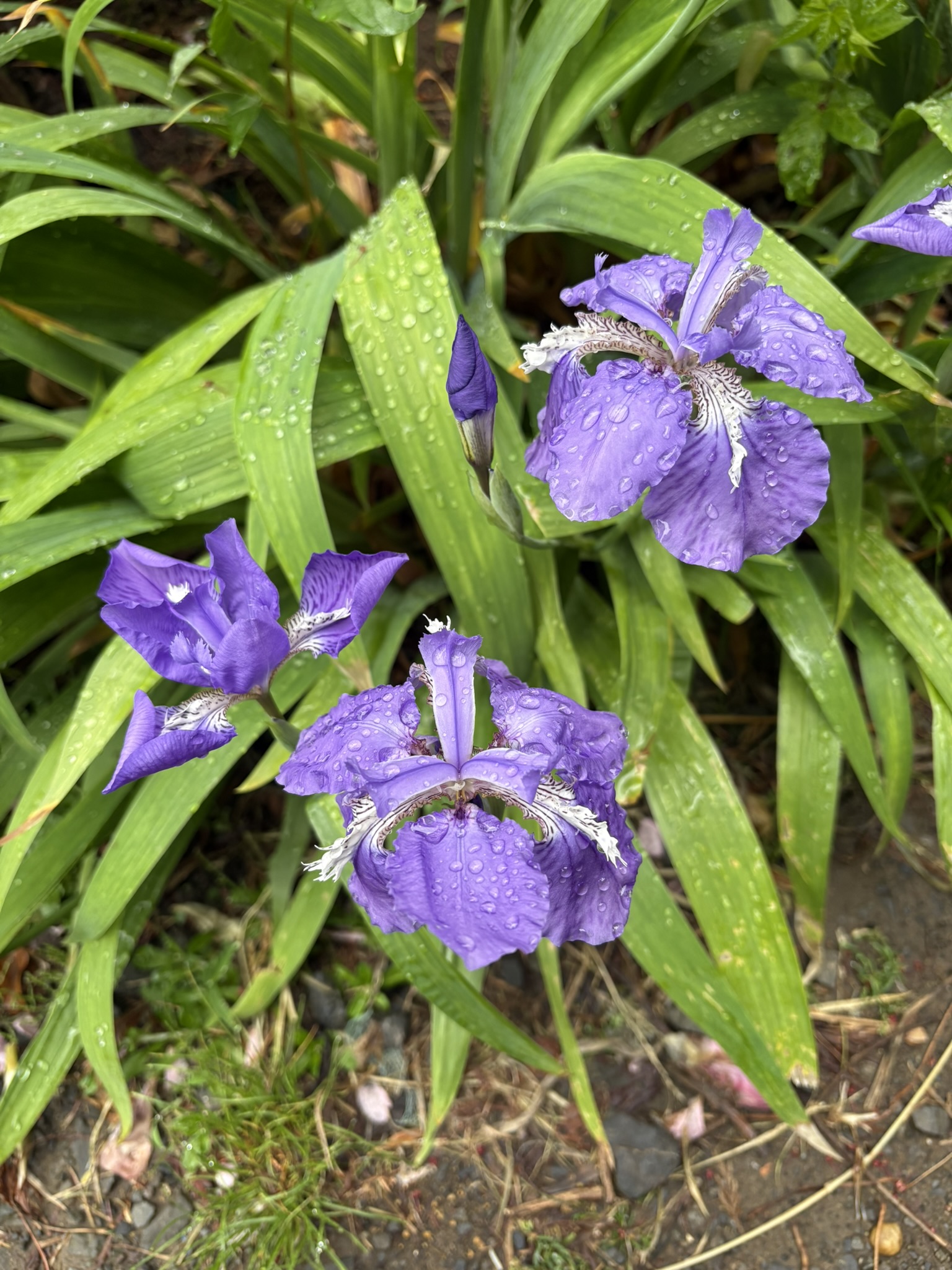 イチハツ 一番に咲くアヤメ 2025-04-24