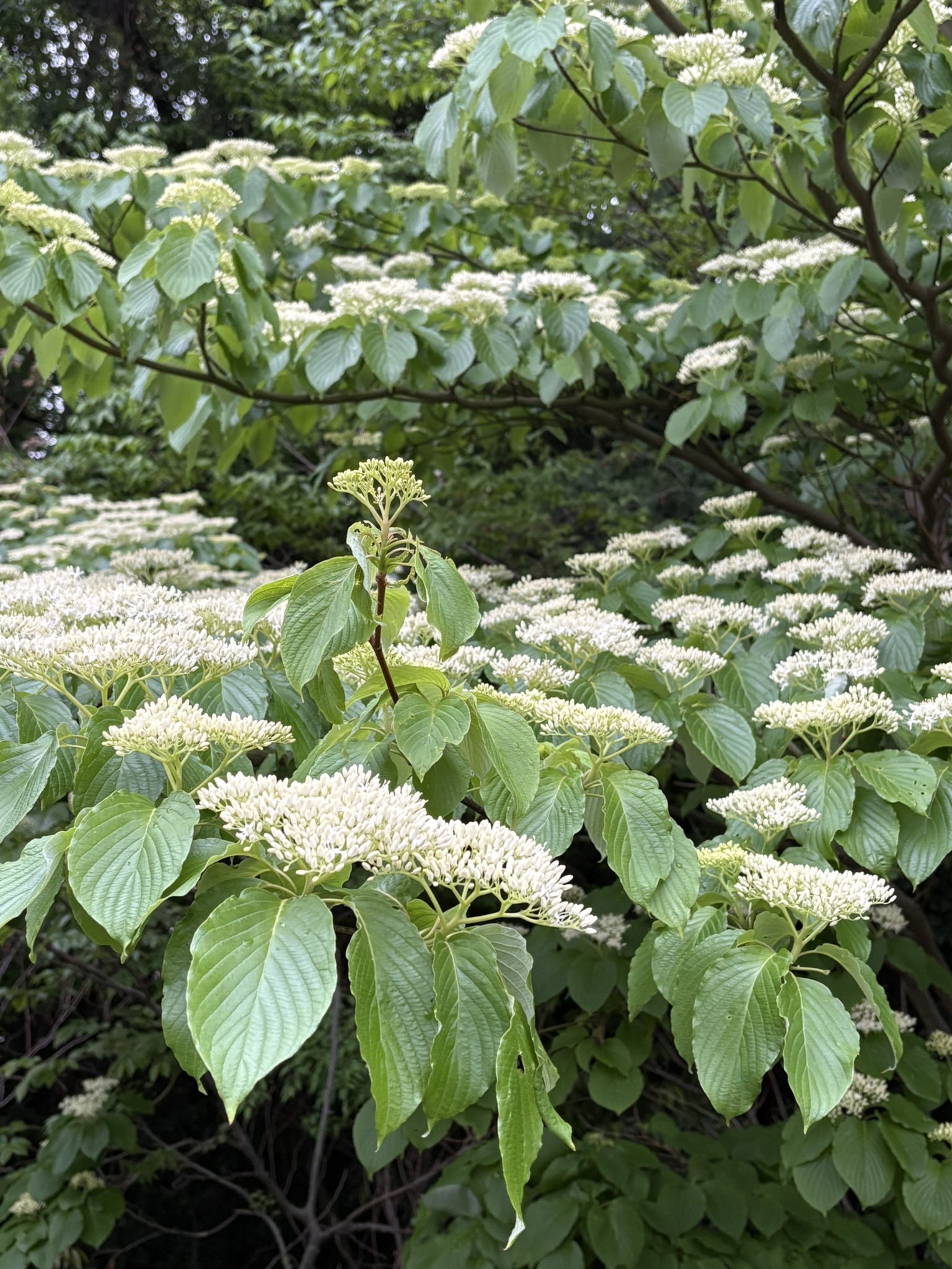 Vロードのミズキがみずみずしいです 2025-04-24