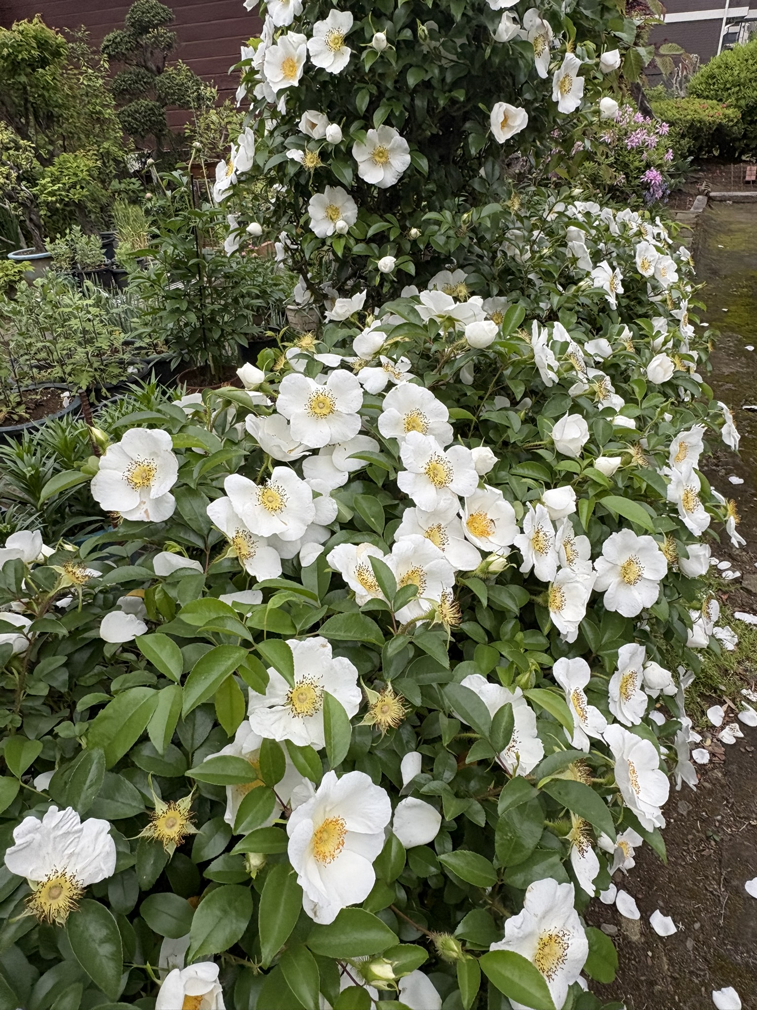 シンプルな白さが魅力ナニワイバラ 2025-04-25