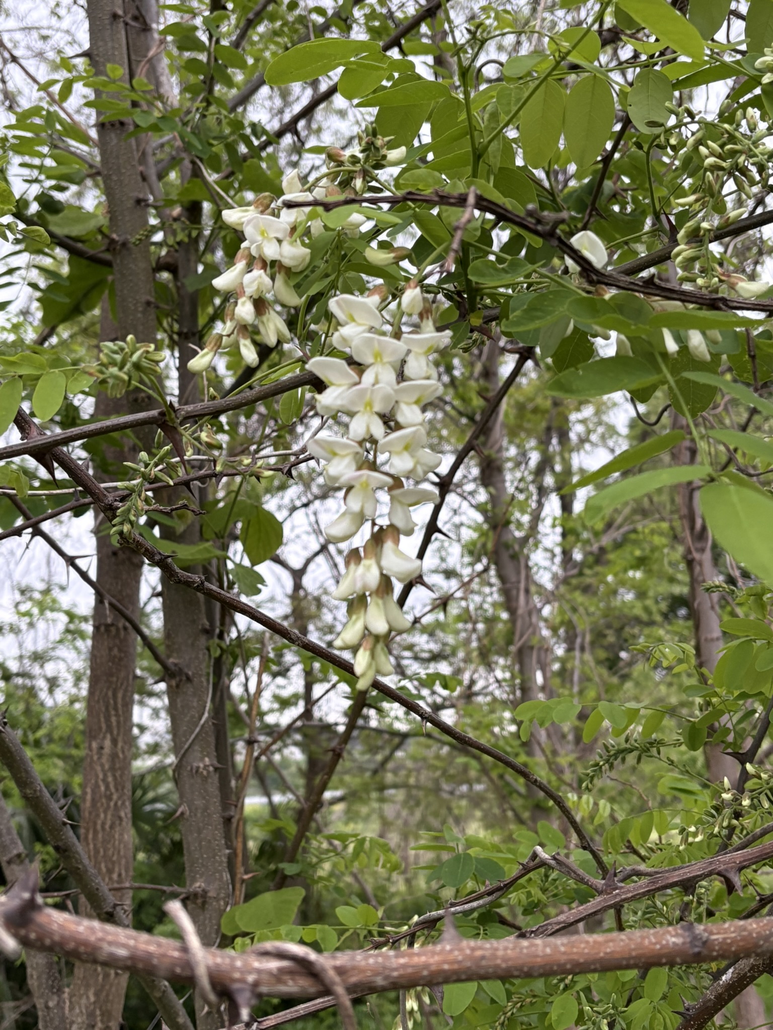 アカシア通りのニセアカシアが咲き始めました 2025-04-25