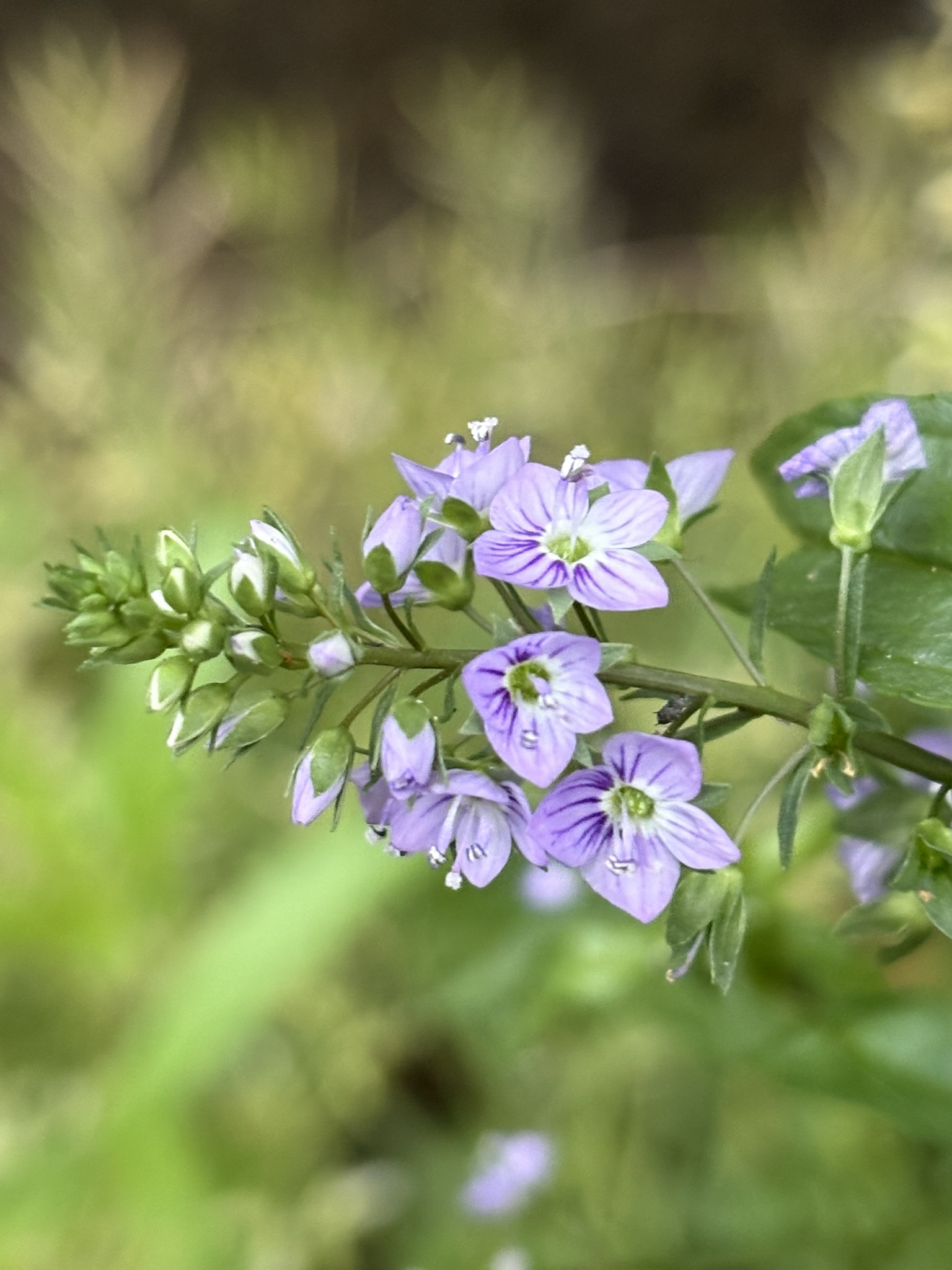 用水の辺に咲くオオワカヂシャは開国由来 2025-04-25