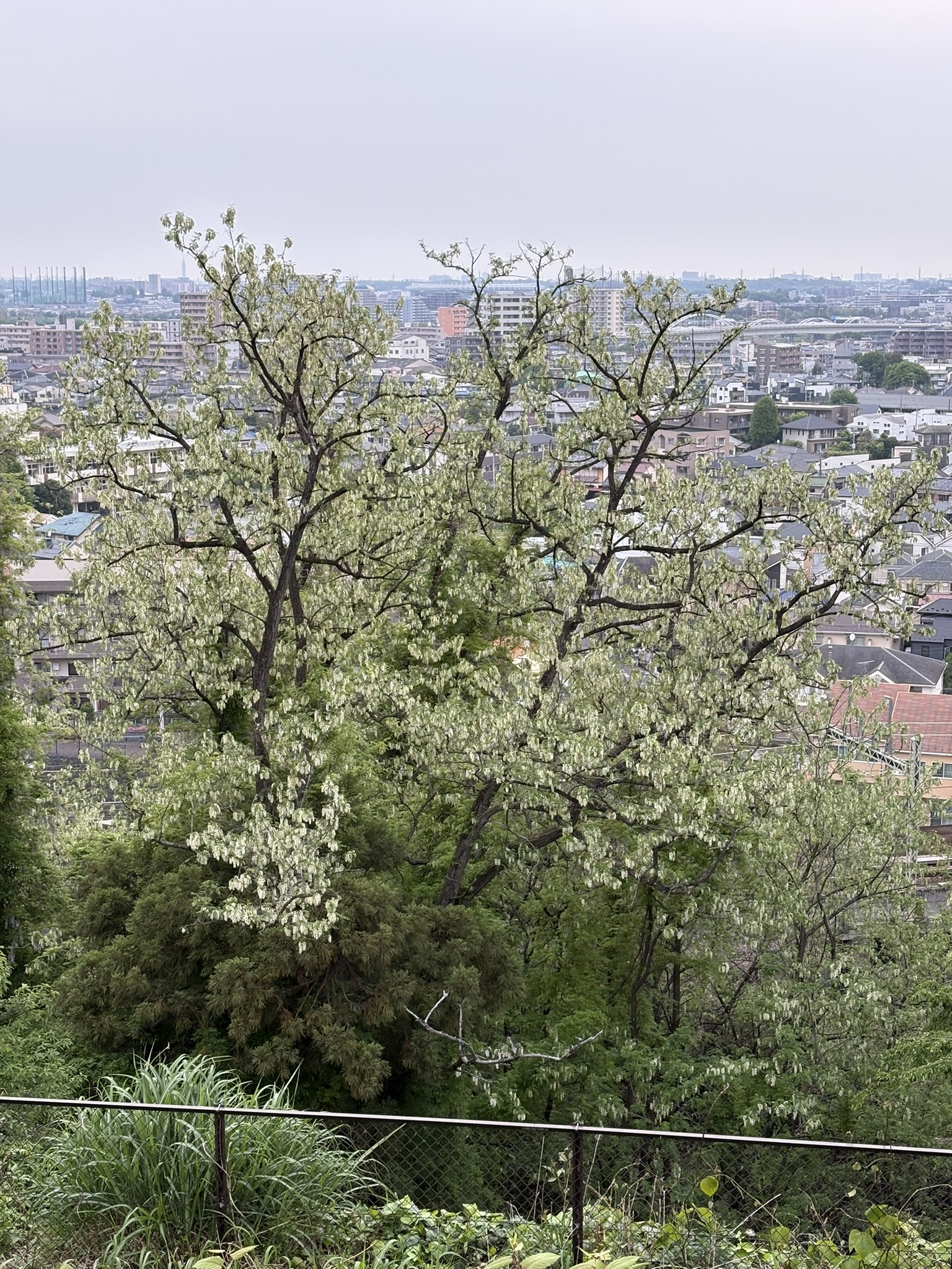 多摩川を見下ろすニセアカシア 2025-04-28