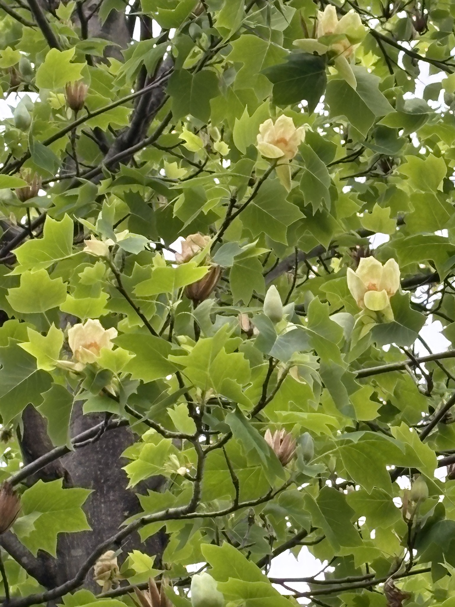 初夏の訪れを感じるユリノキ 2025-04-28