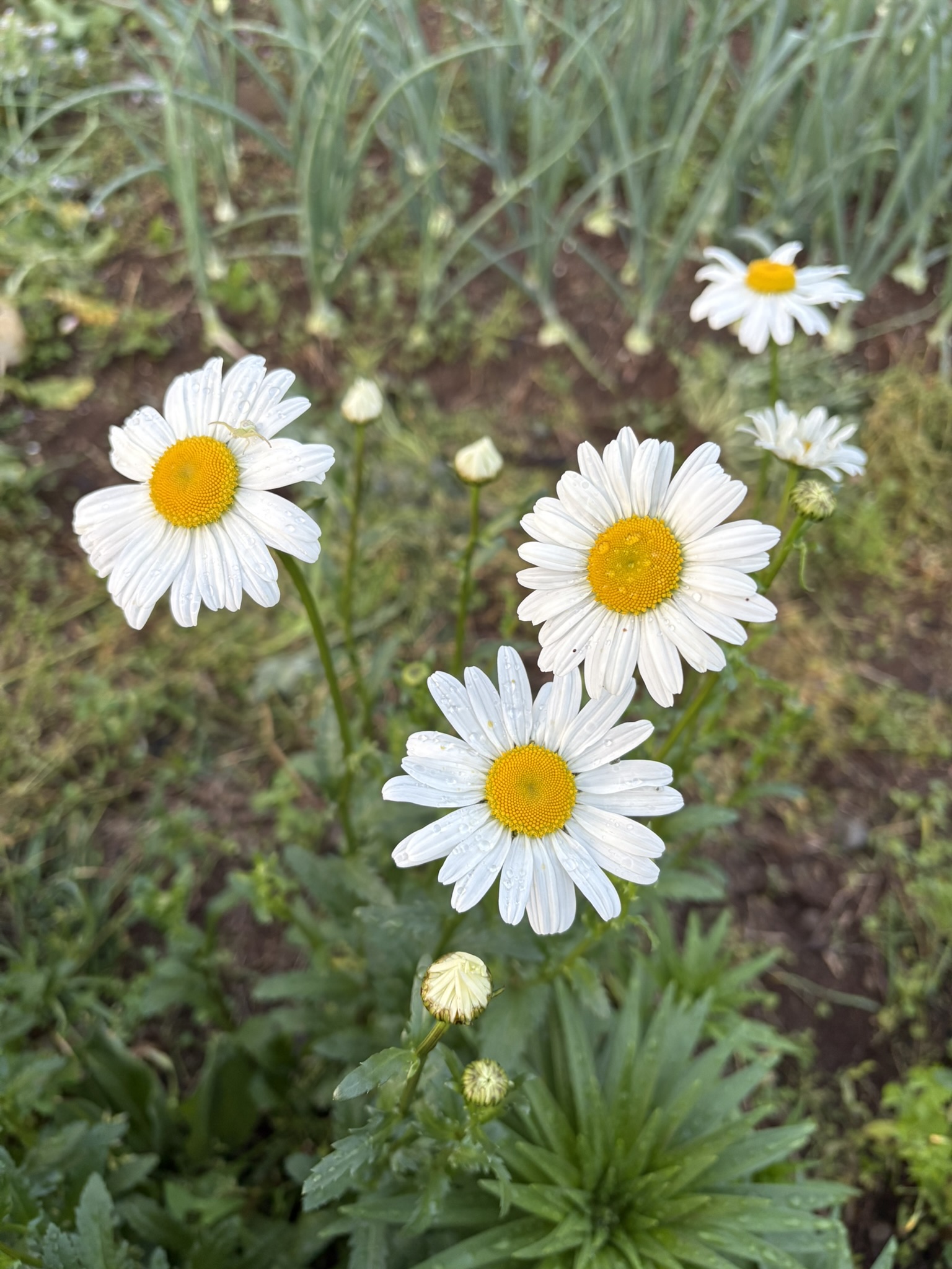 マーガレットではなくフランスギク 2025-04-29