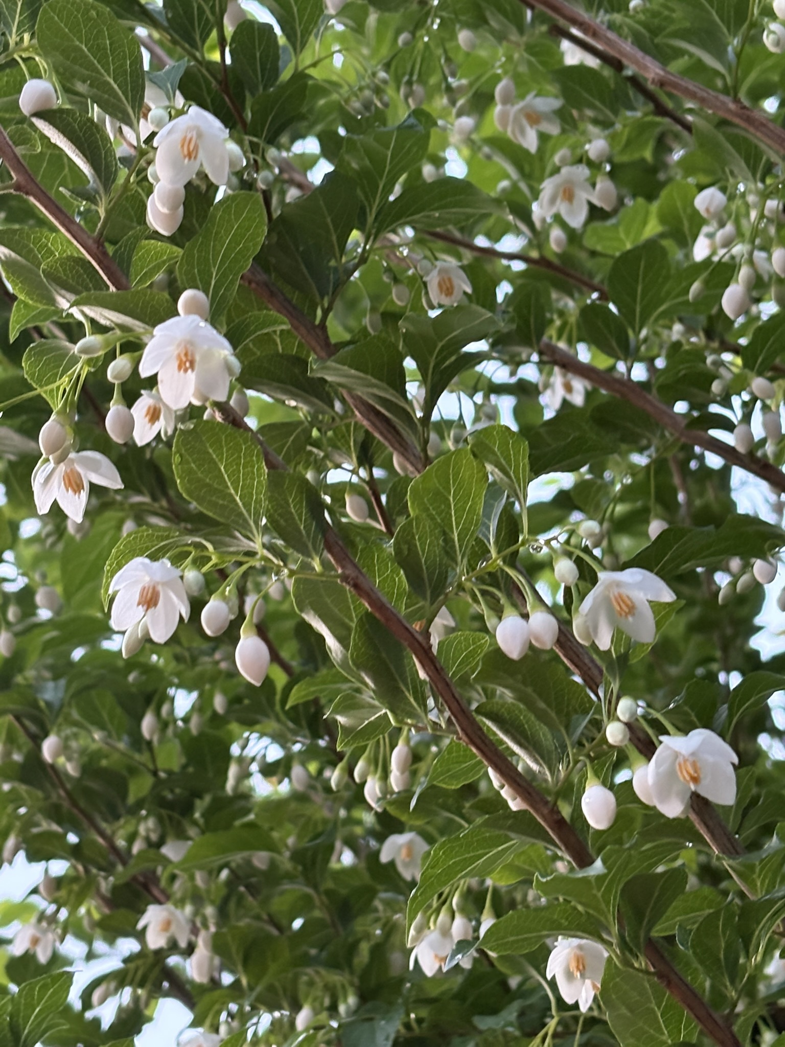 エゴノキの花は下向きに咲きます 2025-04-29