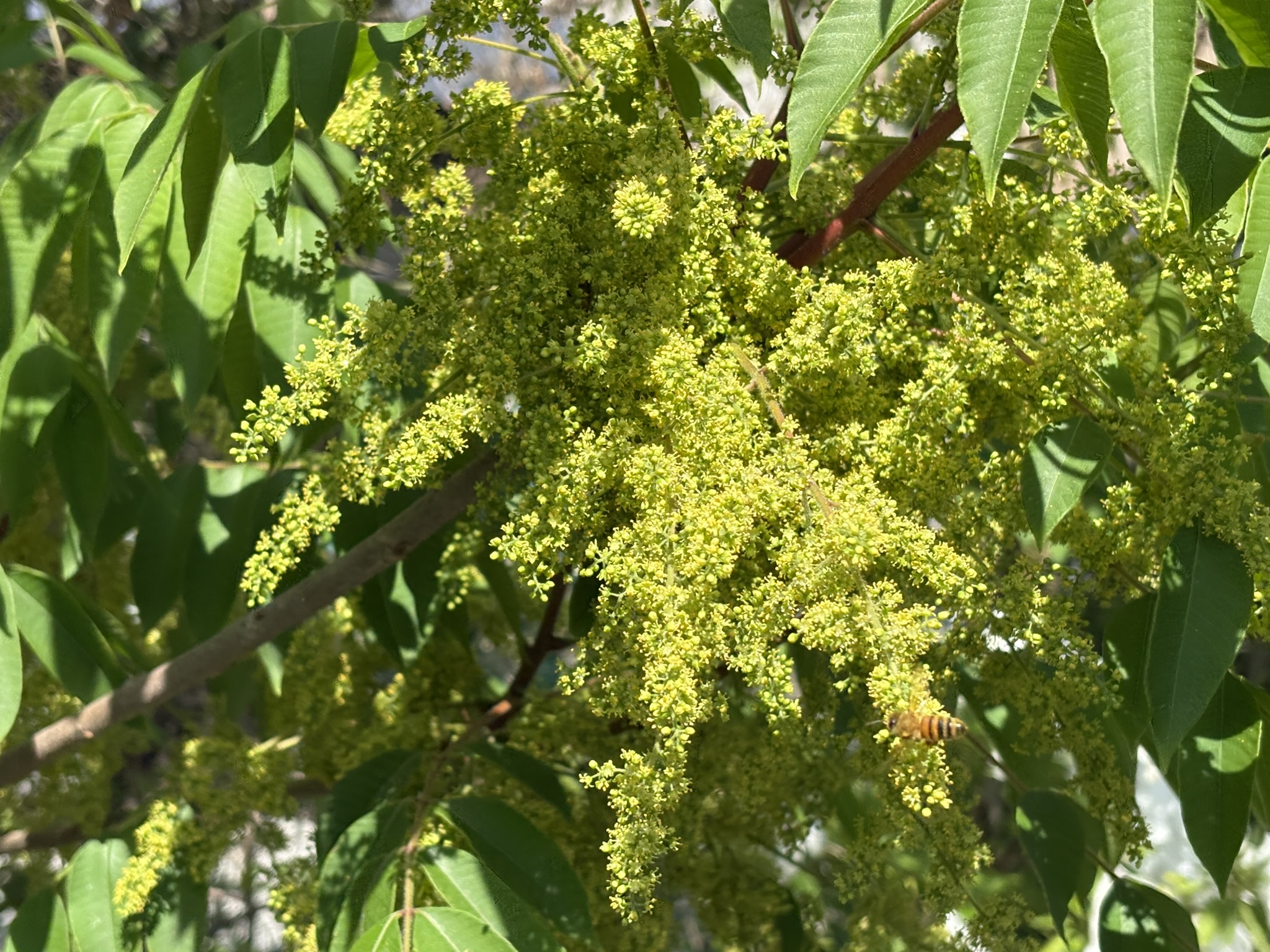 ハゼノキにミツバチが集まっています 2025-04-30