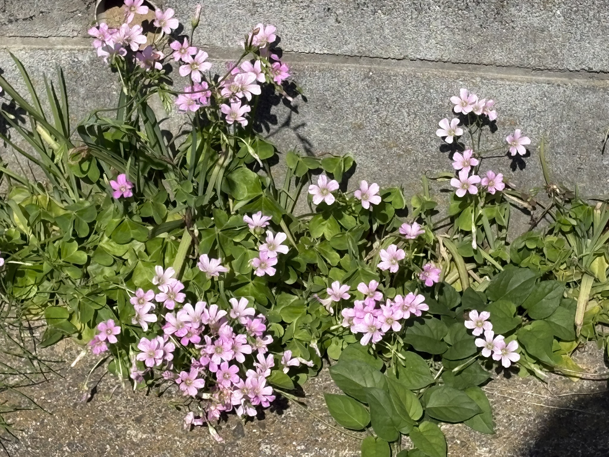 イモカタバミは南アフリカ原産 2025-04-30