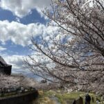 4.4ソメイヨシノ２