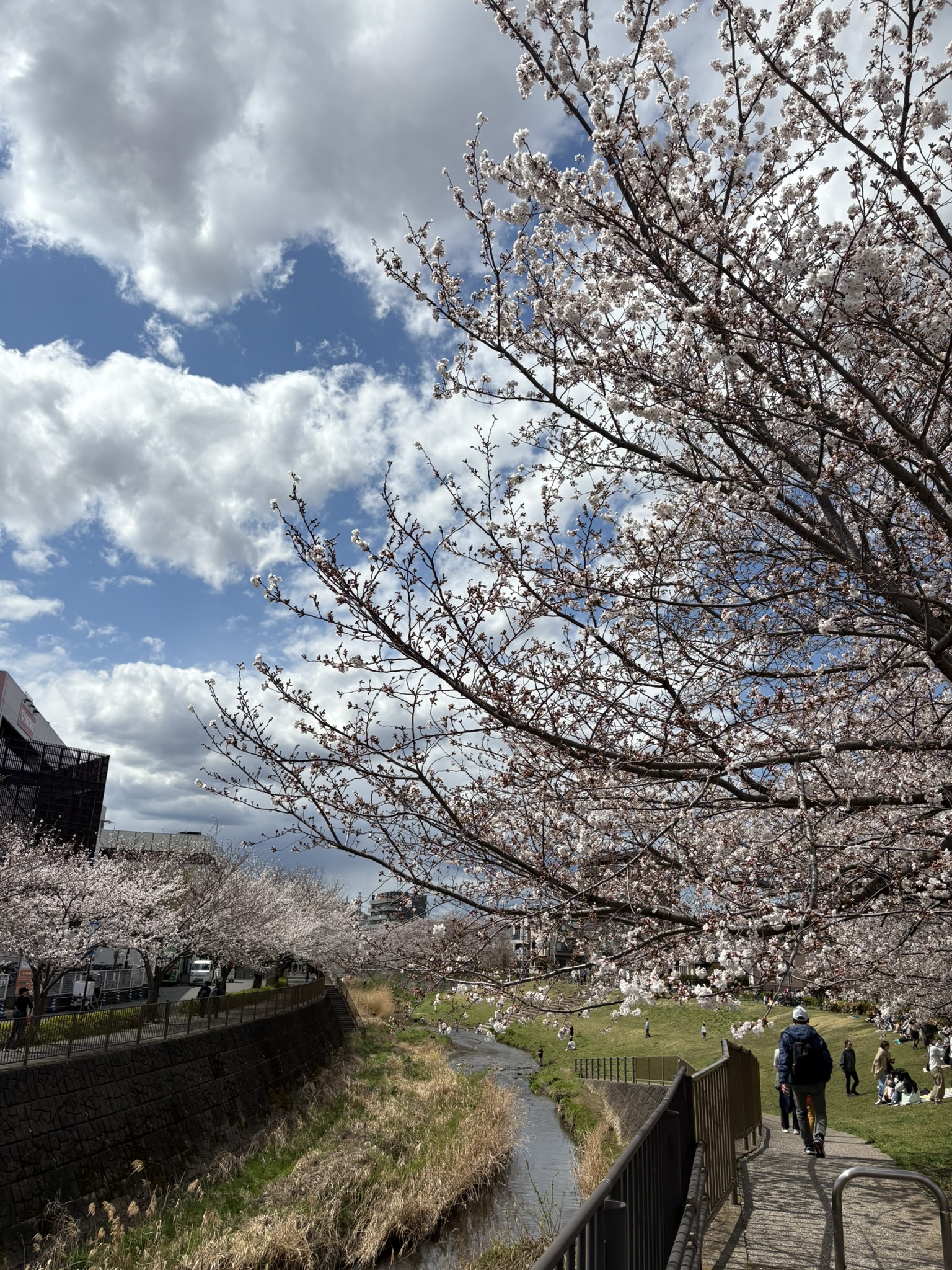 待ってました！青空の下のソメイヨシノ 2025-04-04