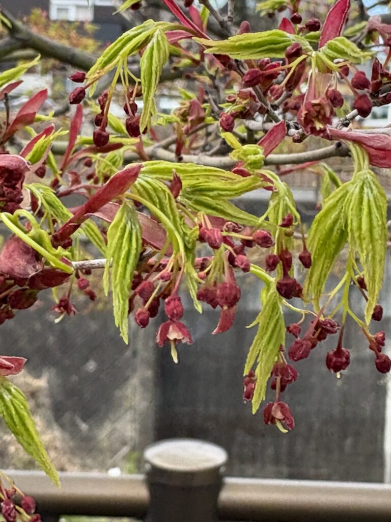 4.4モミジ雌花