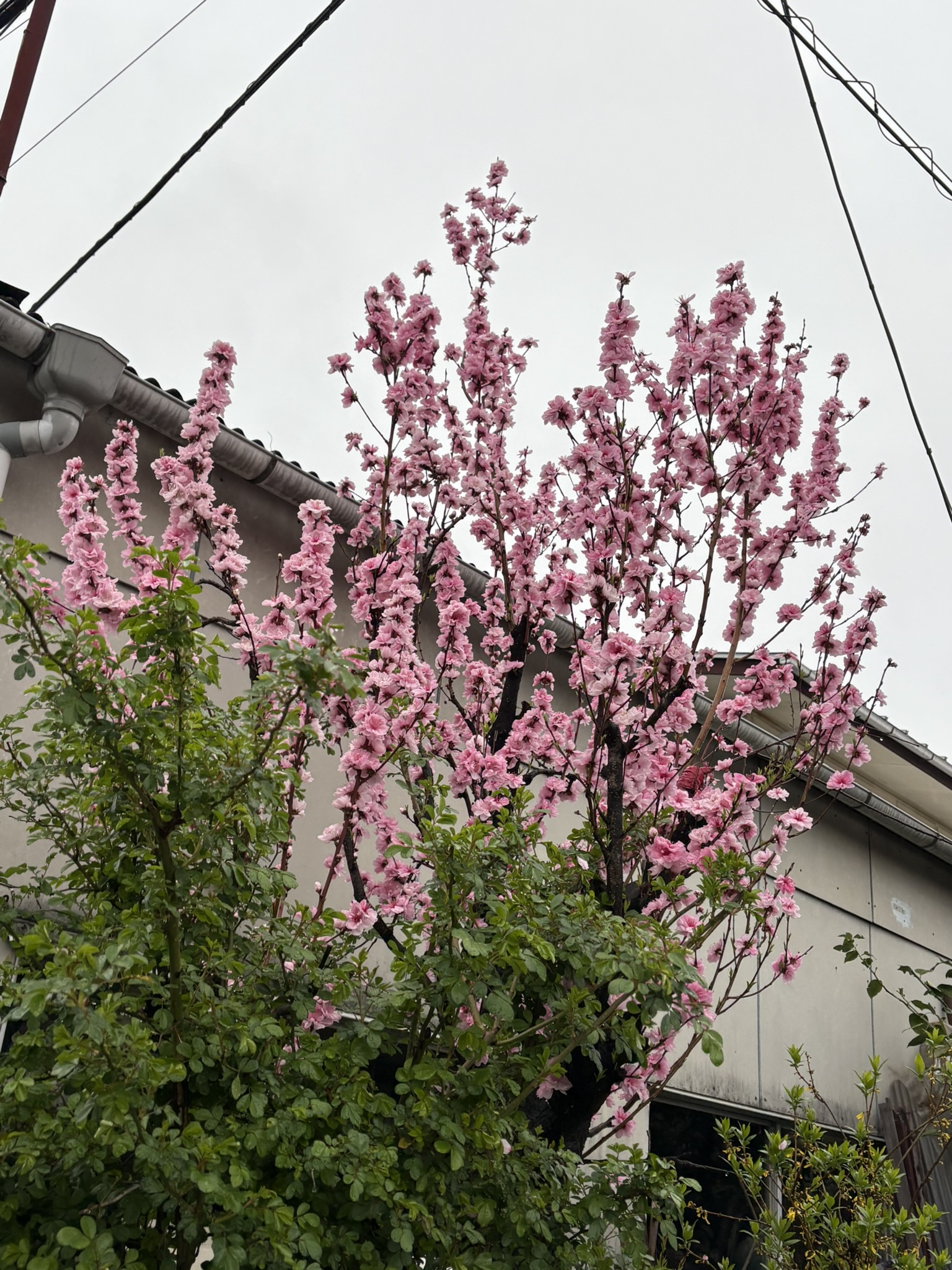 今年はモモの花が長く咲いています 2025-04-01