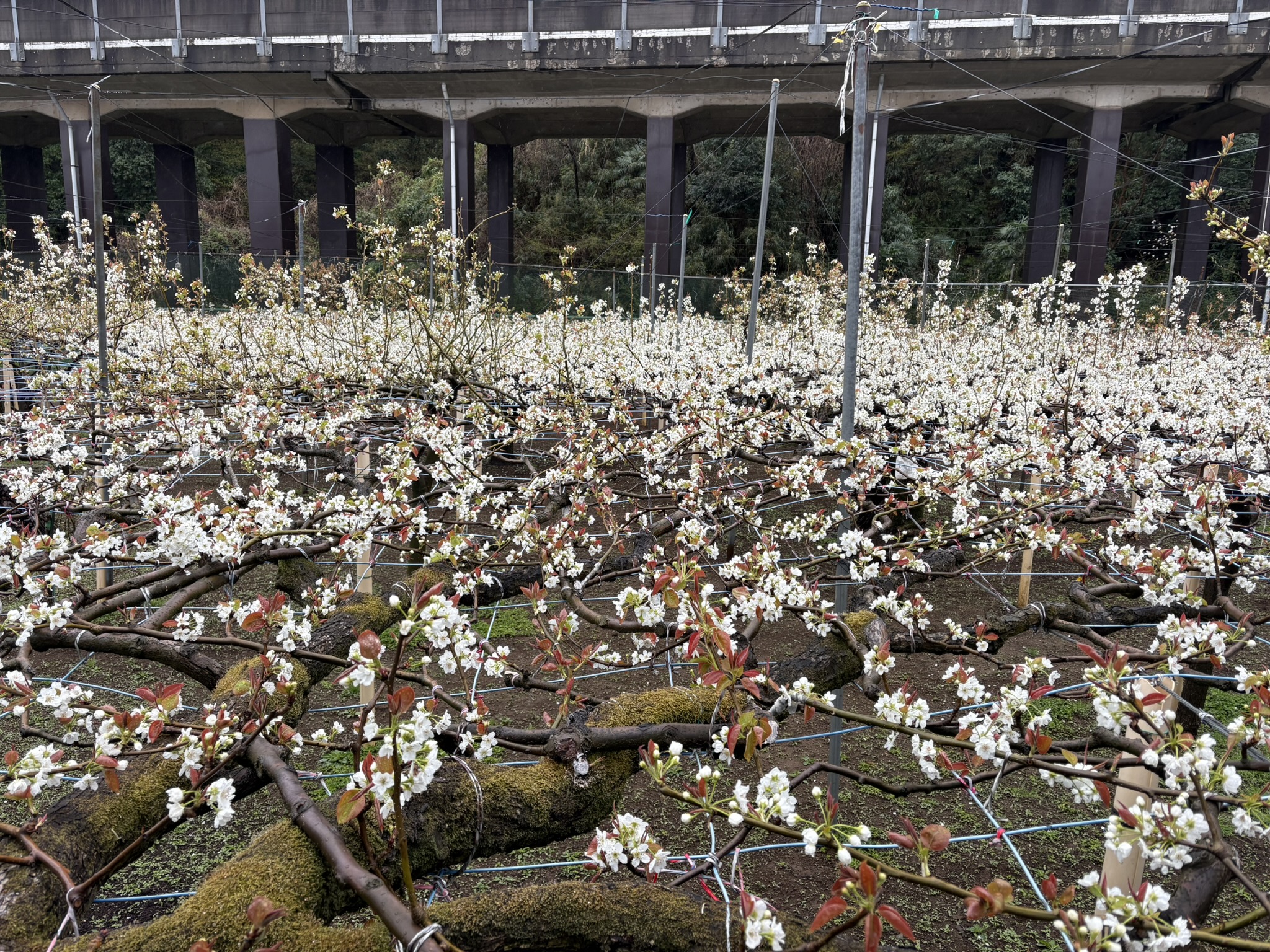 ナシの花が満開になりました 2025-04-02