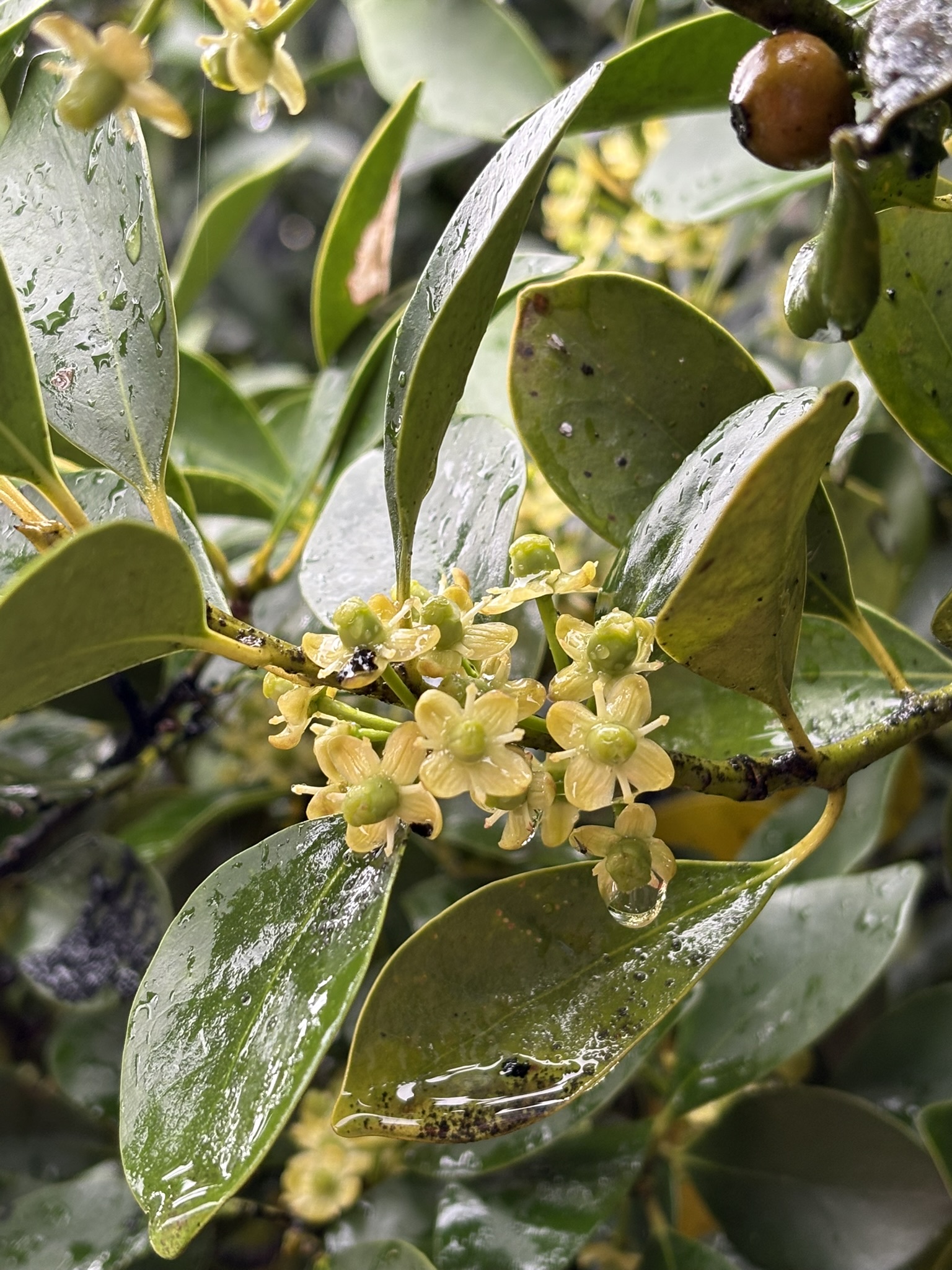 アオキの雄花が咲いていました 2025-04-03