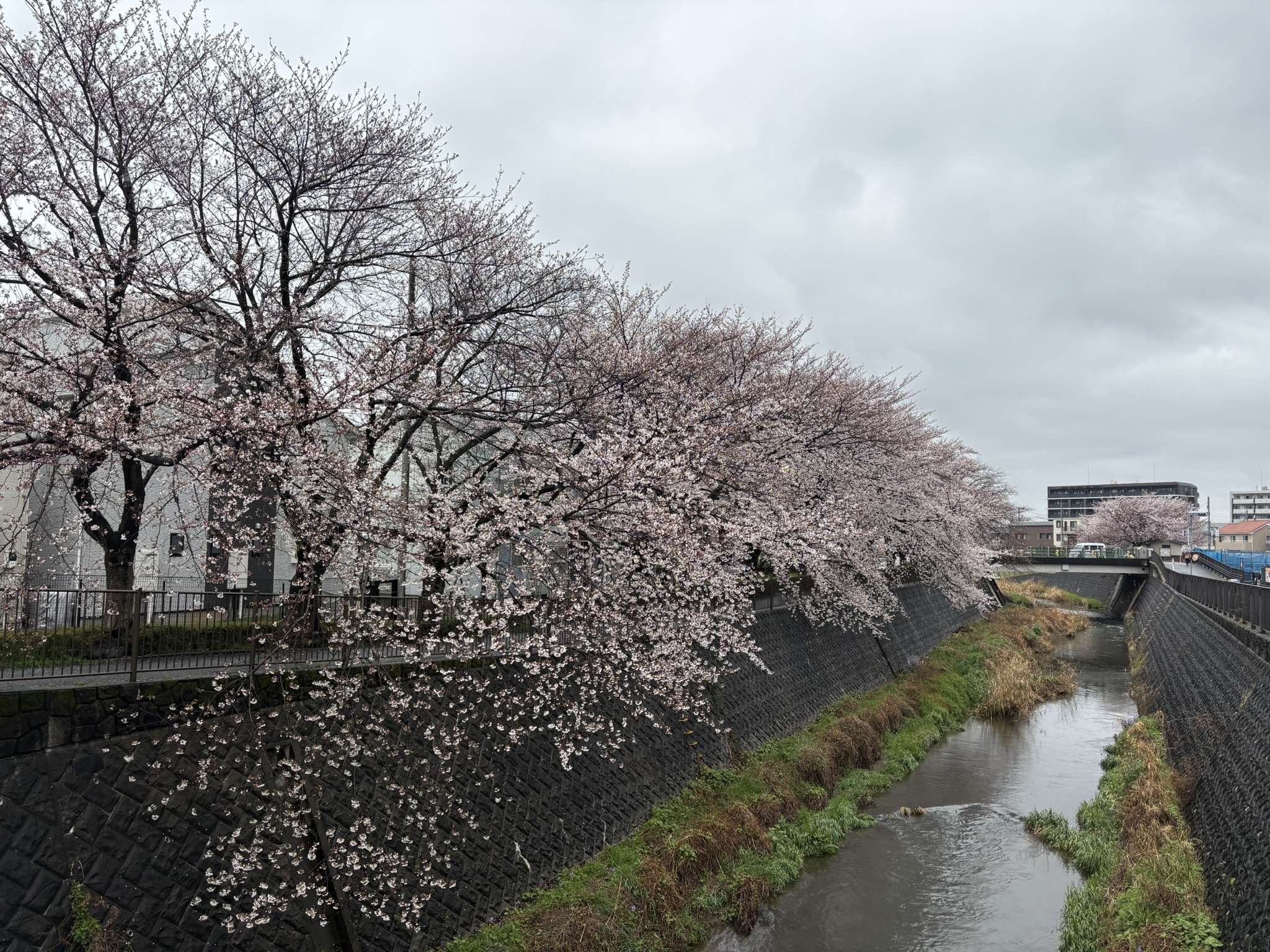 雨のソメイヨシノも風情があります 2025-04-03
