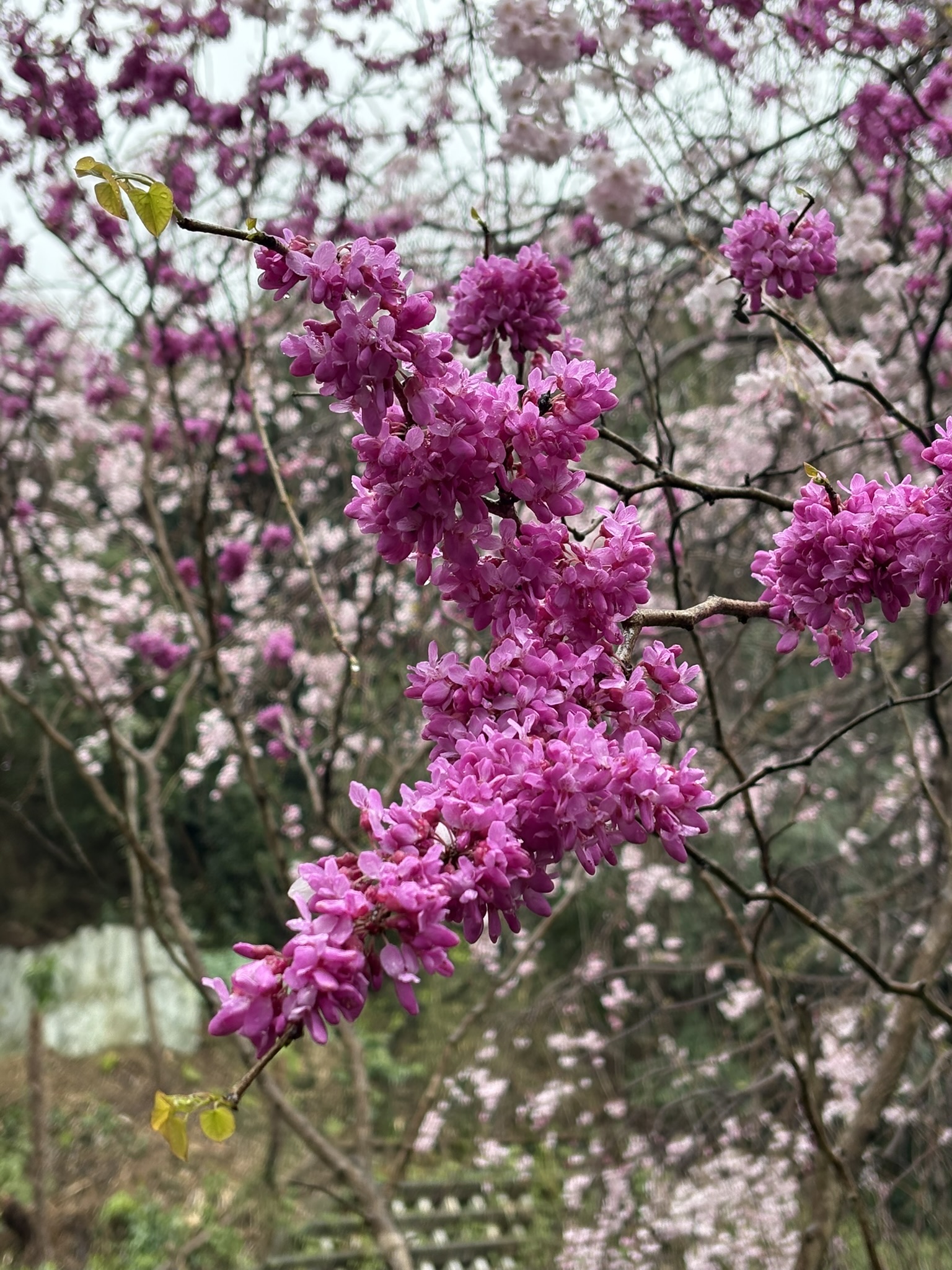 ハナズオウは一番艶やかなマメ科 2025-04-03