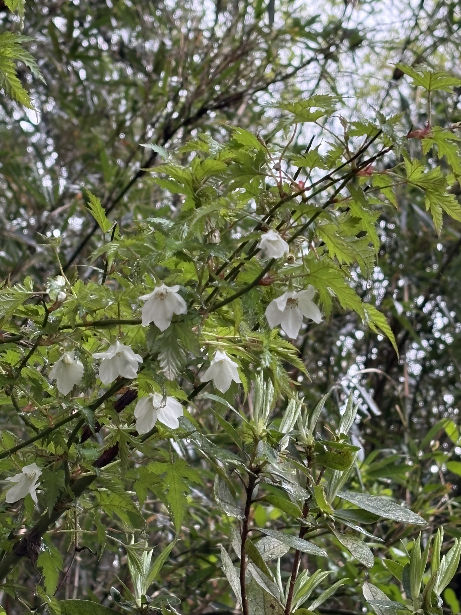 穴澤天神近くのモミジイチゴ 2025-04-03