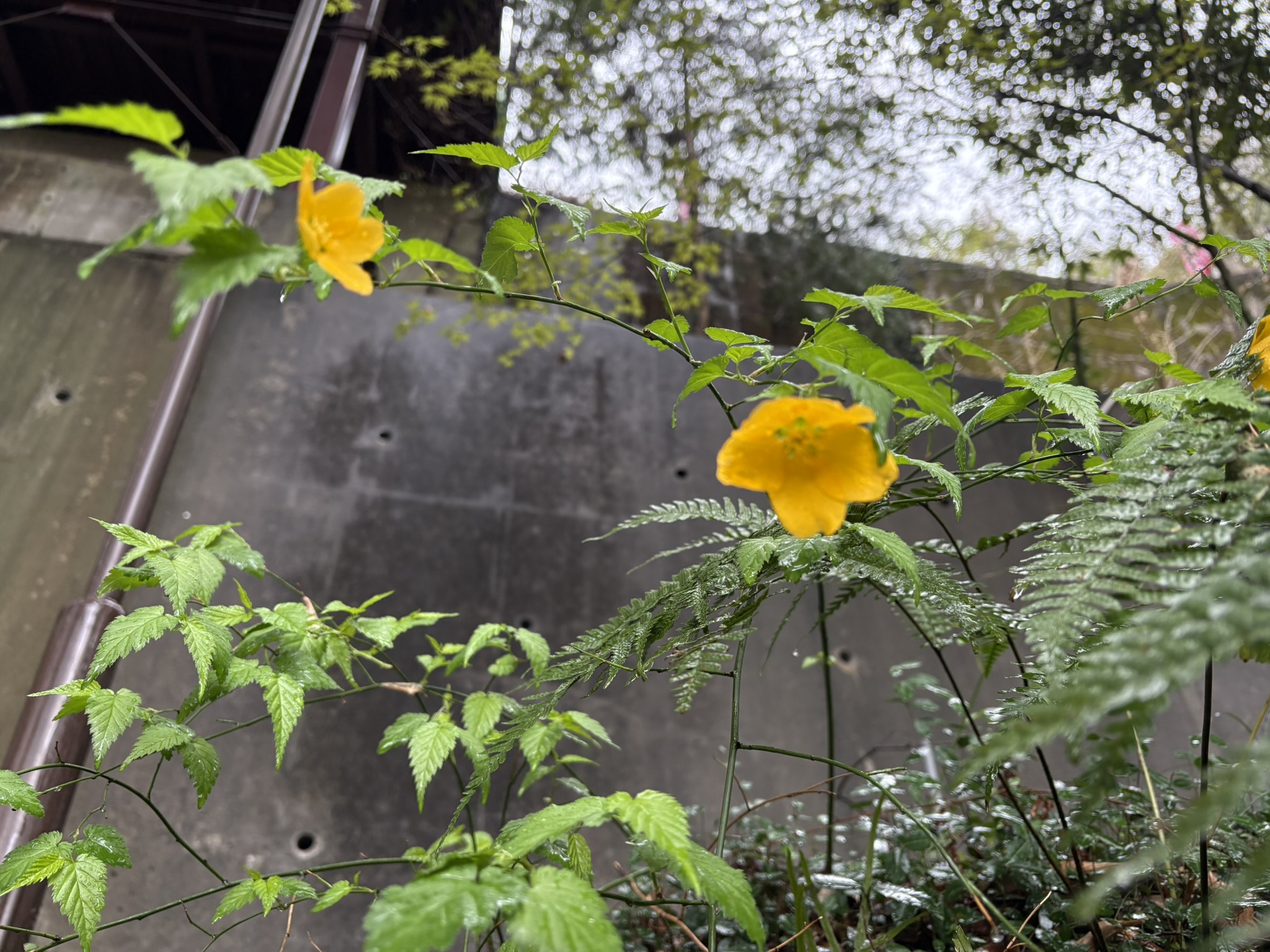 ヤマブキが健気に咲いています 2025-04-04