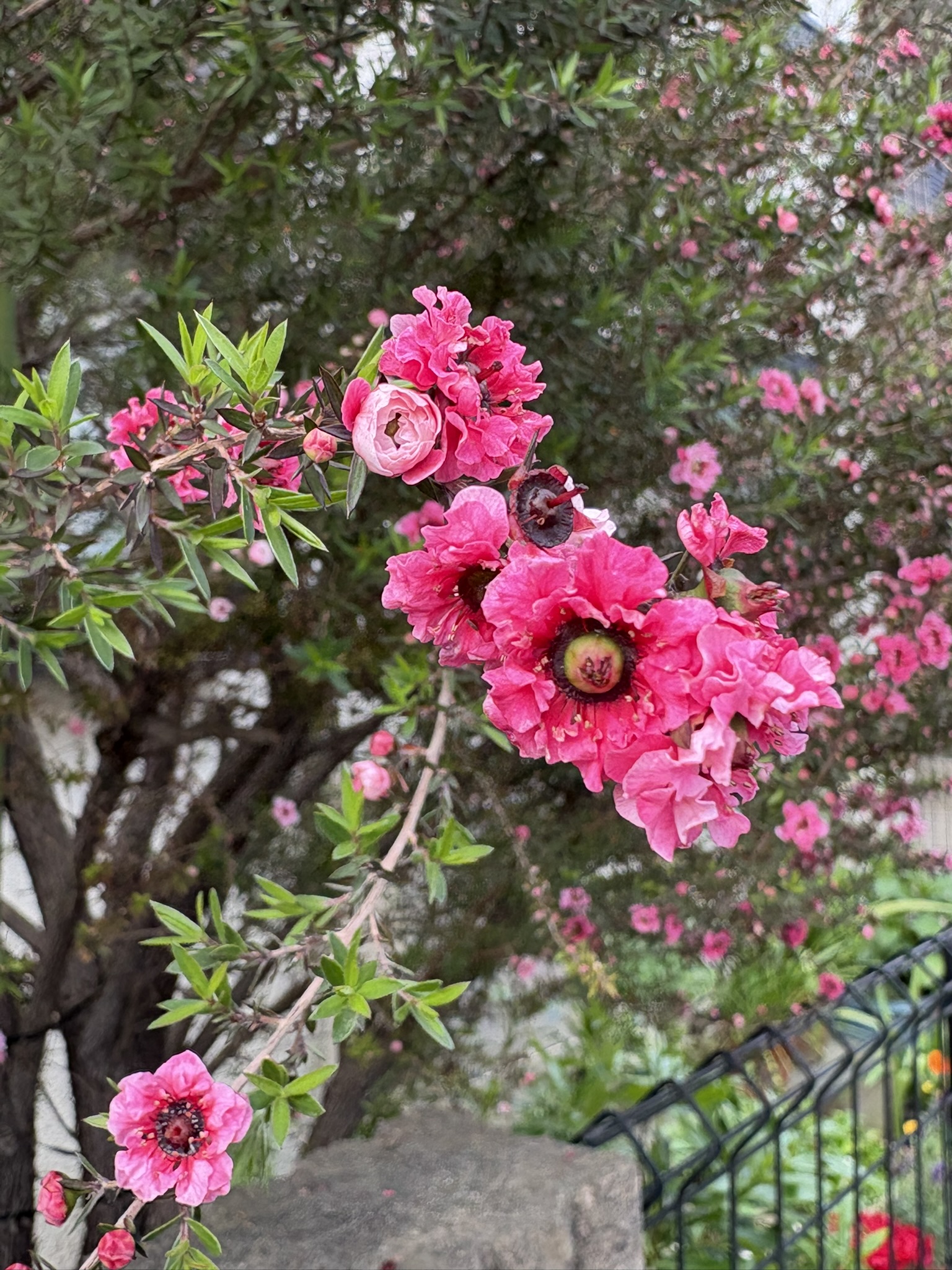 ギョリンバイはニュージーランドから来ました 2025-05-01