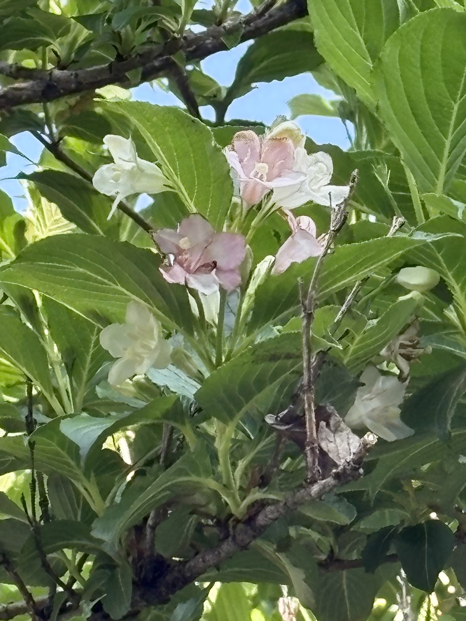 農業技術支援センターのハコネウツギ 202-05-01