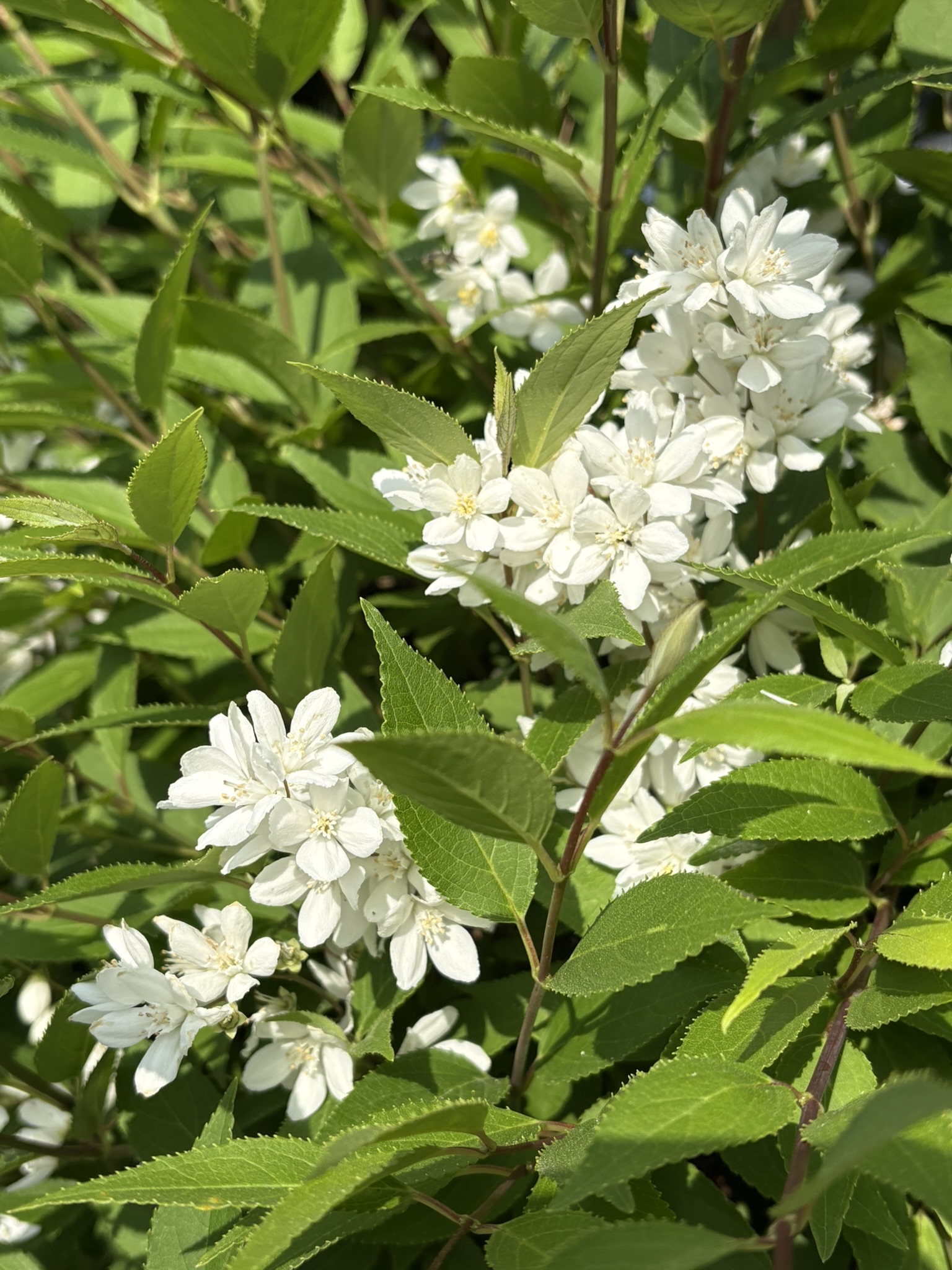 ヒメウツギが本格的に咲き始めました 2025-05-01