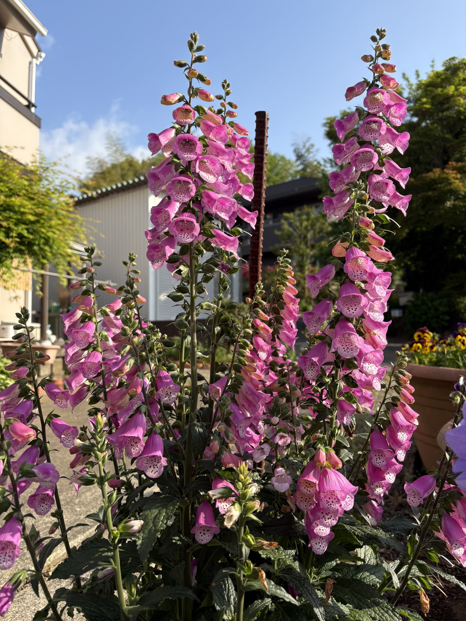 キツネの手袋 ジギタリス 2025-05-01