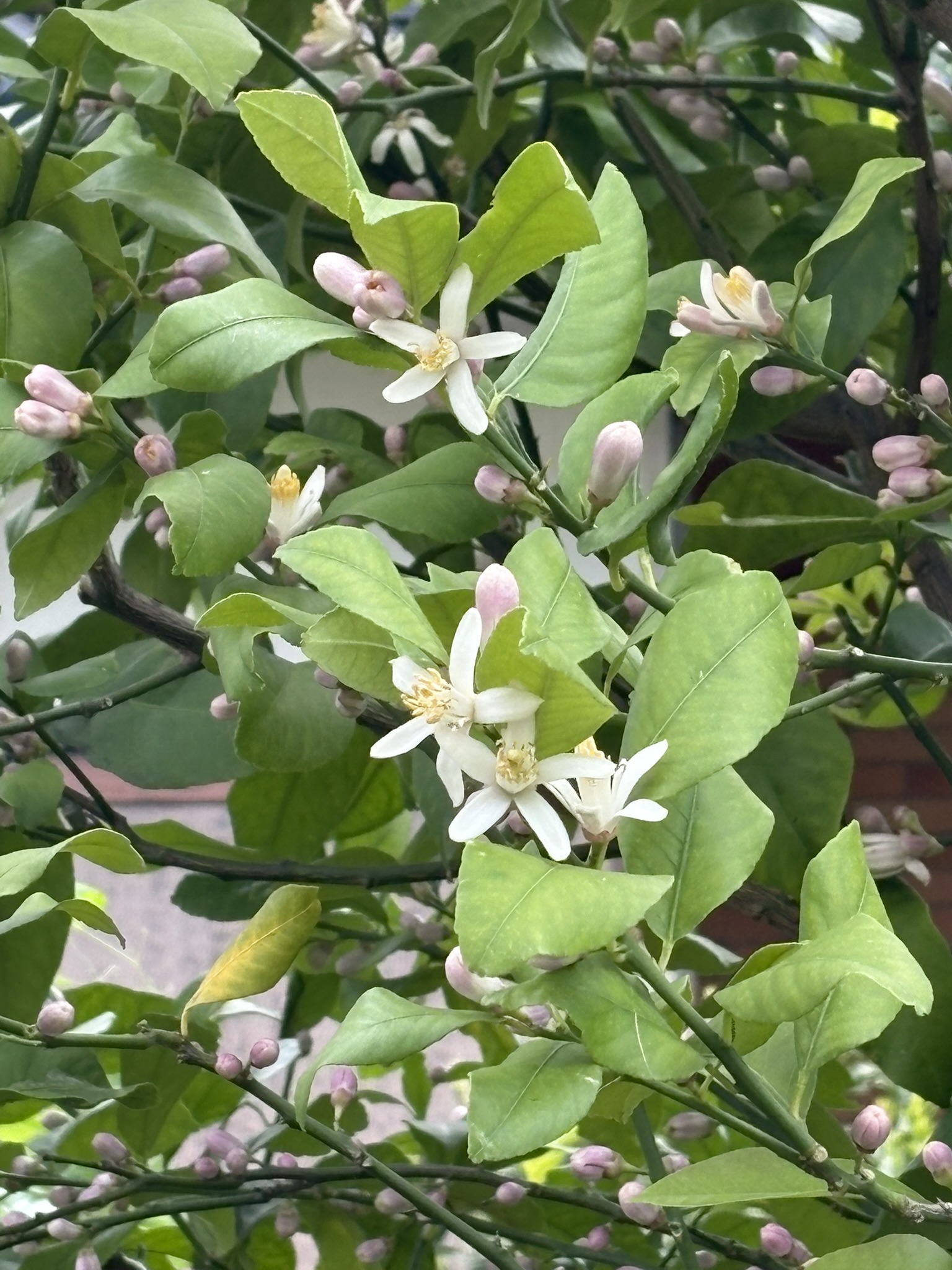 柑橘類の花も咲き始めました レモンの花 2025-05-01
