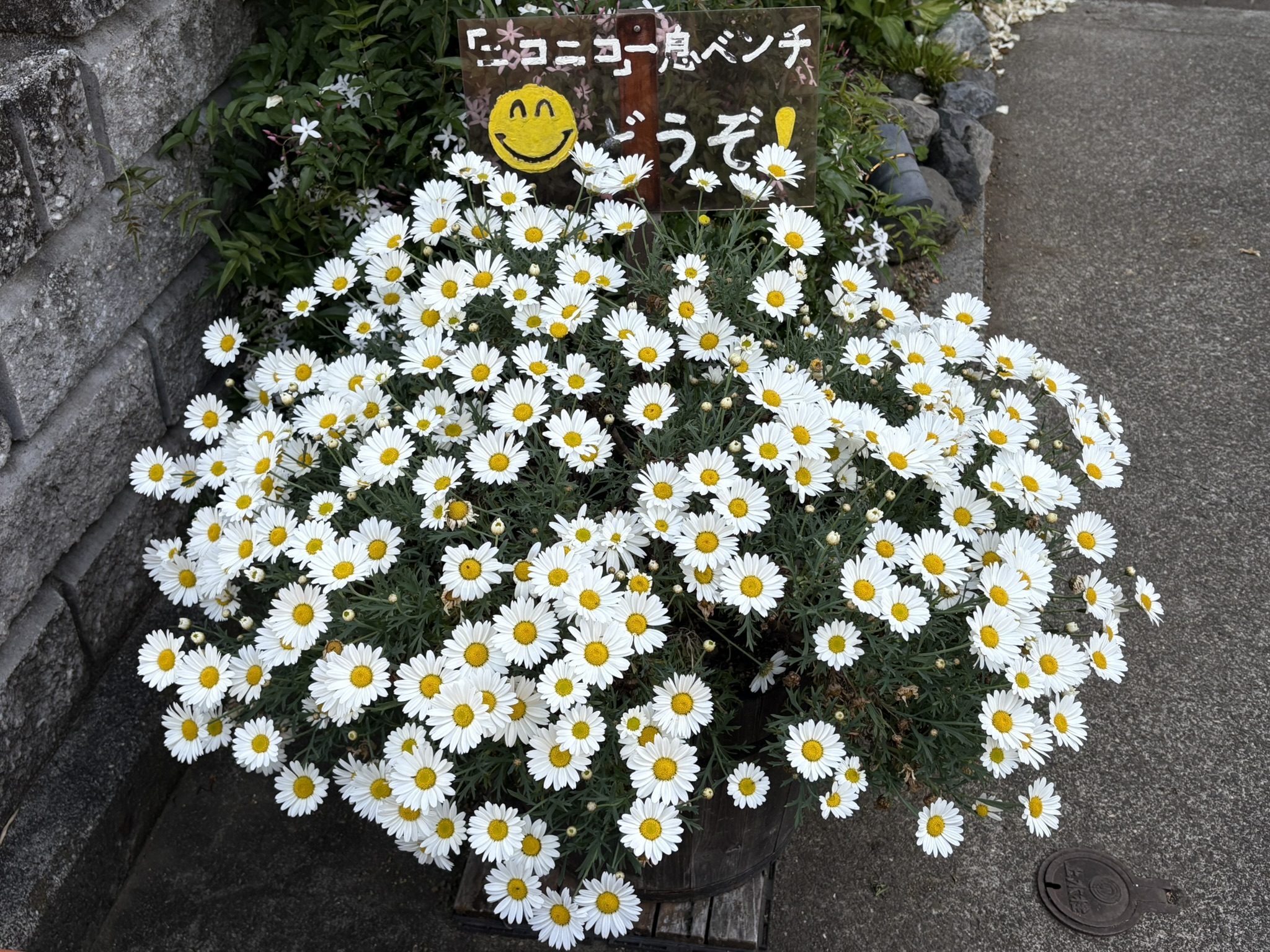 ニコニコベンチとマーガレット 2025-05-01