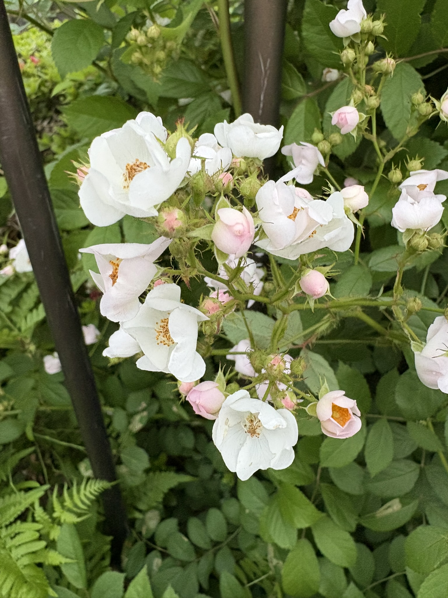 ノイバラ 可愛い顔してすごい生命力 2025-05-02