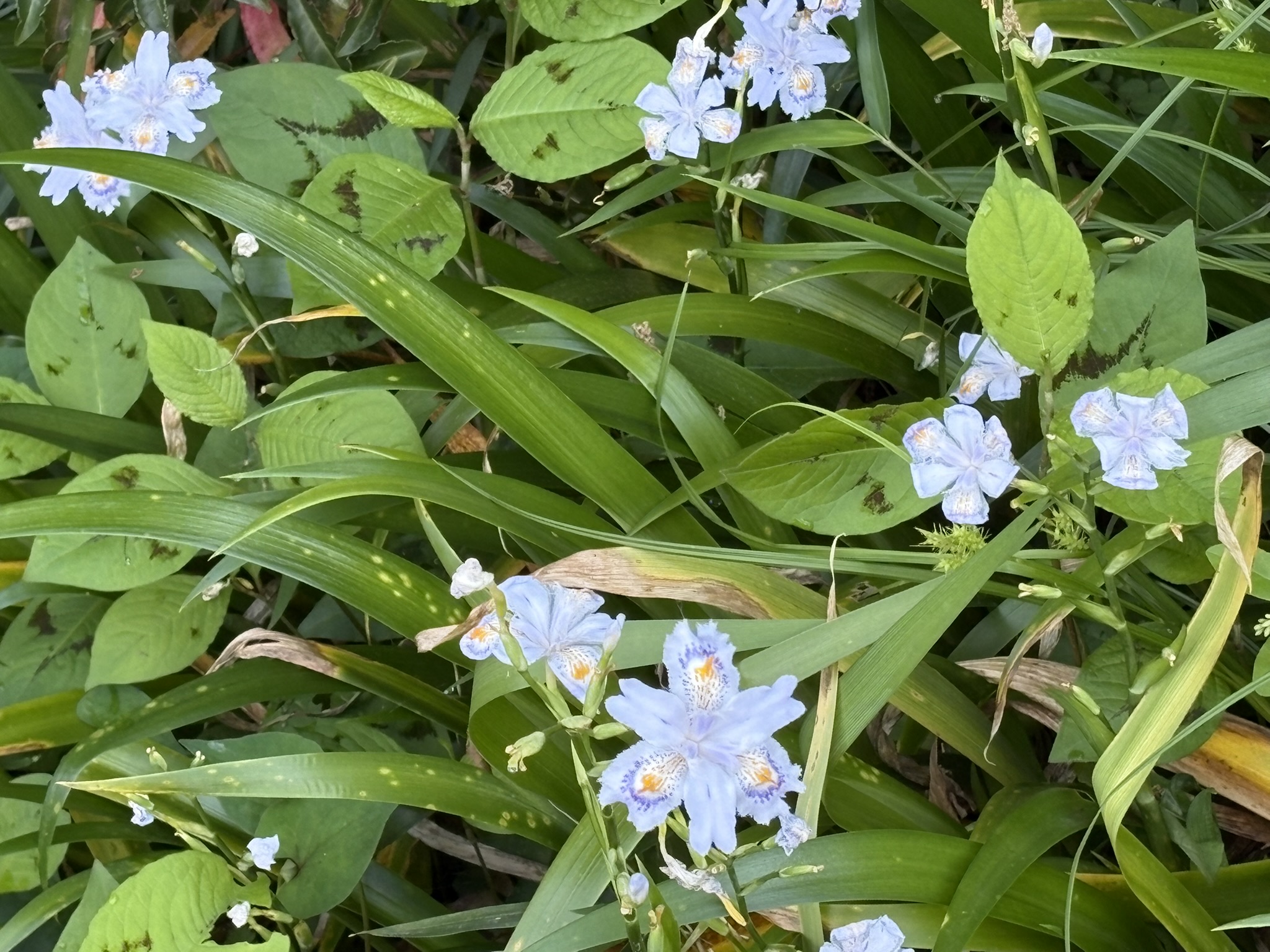 ワイルドに咲く菅仙谷のシャガ 2025-05-01