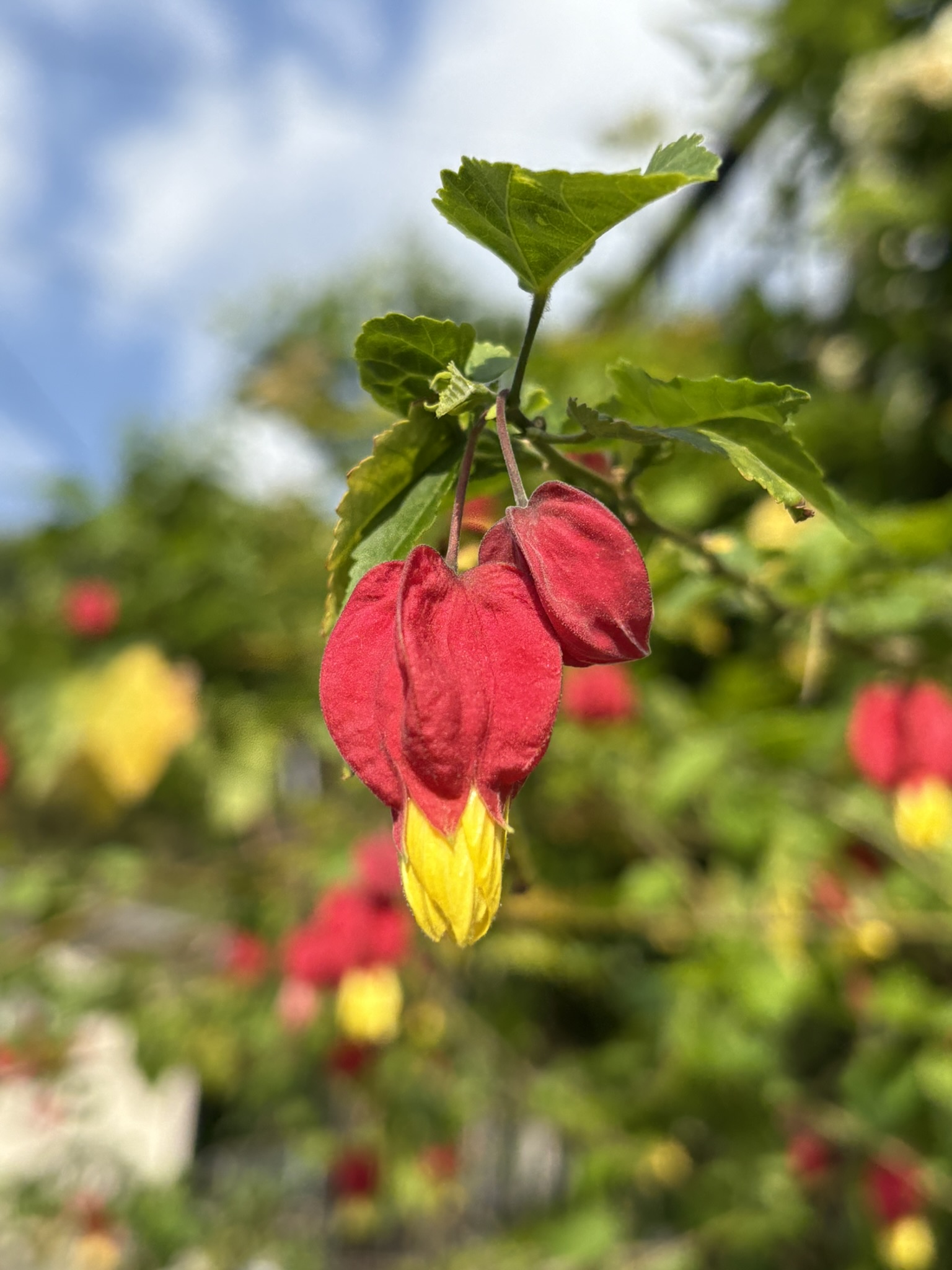 形も名前も覚えやすいチロリアンランプ 2025-05-01