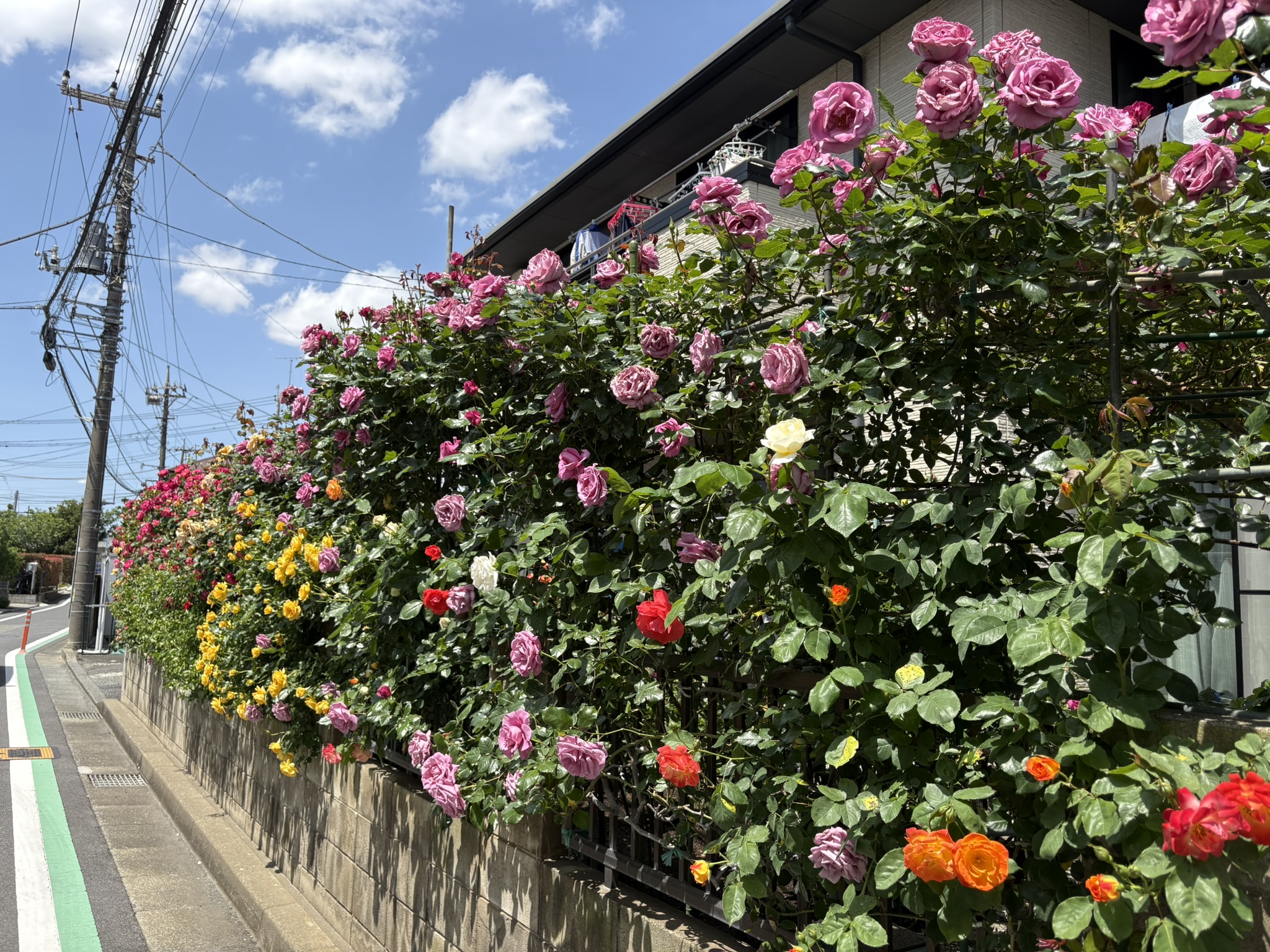 バラの名園 今年も見事な満開です 2025-05-03