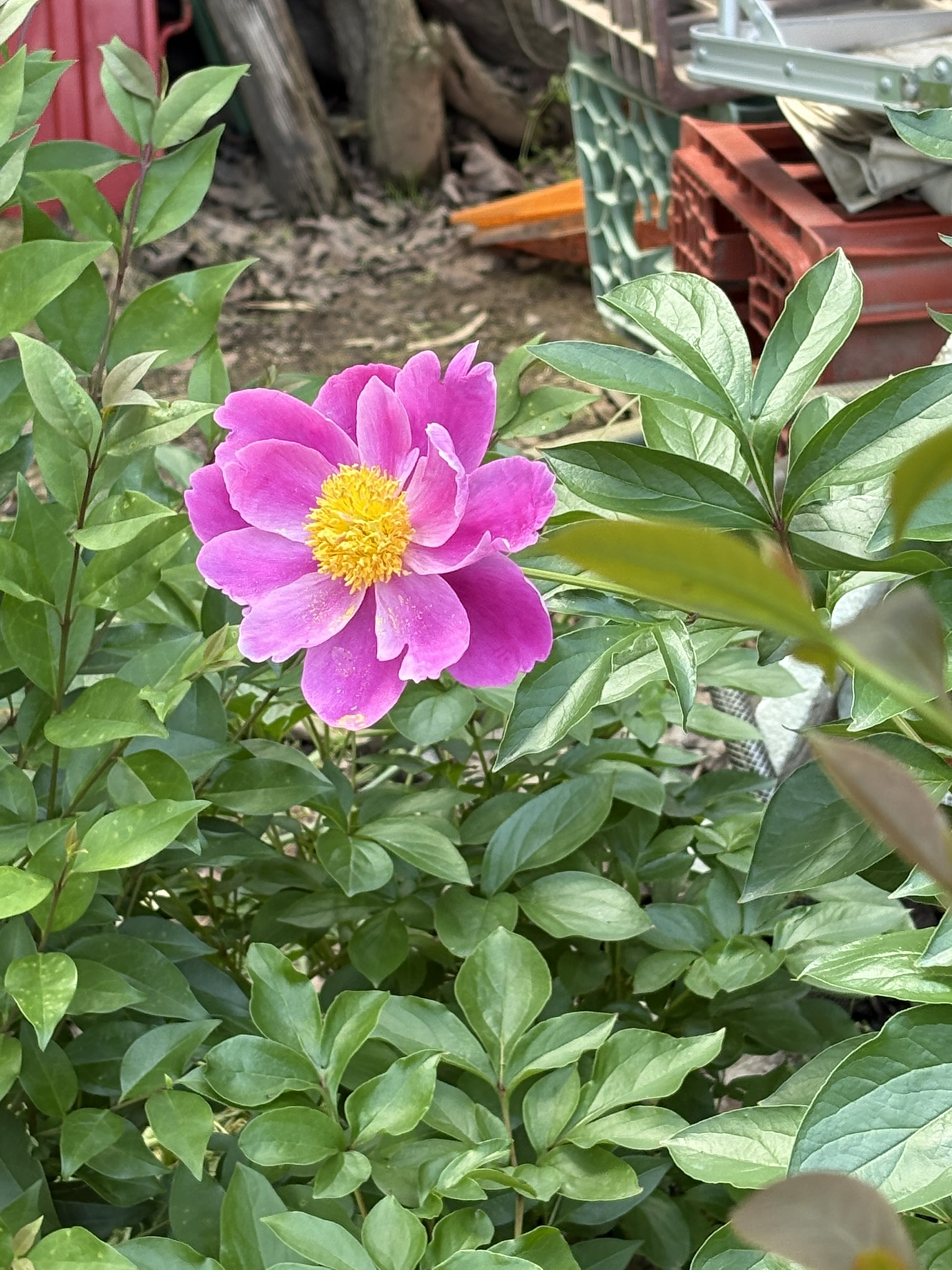 ボタンではなくシャクヤクです 2025-05-03